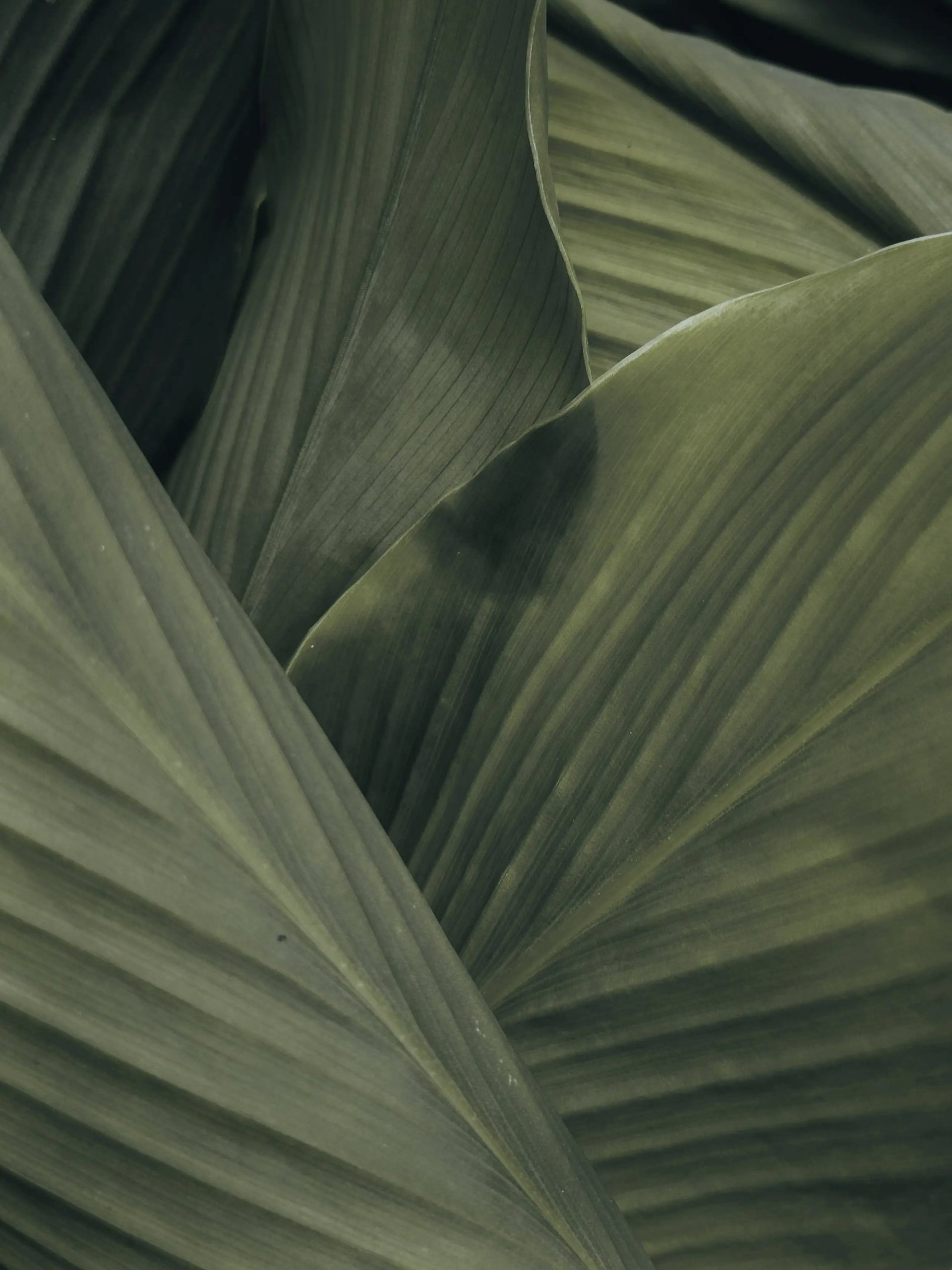green-leafed plant