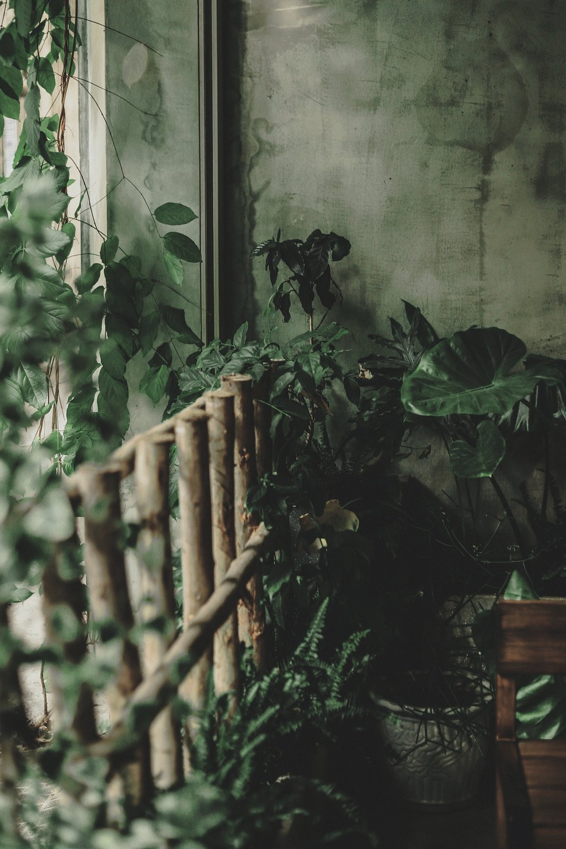 a bunch of palm trees in front of a wooden wall