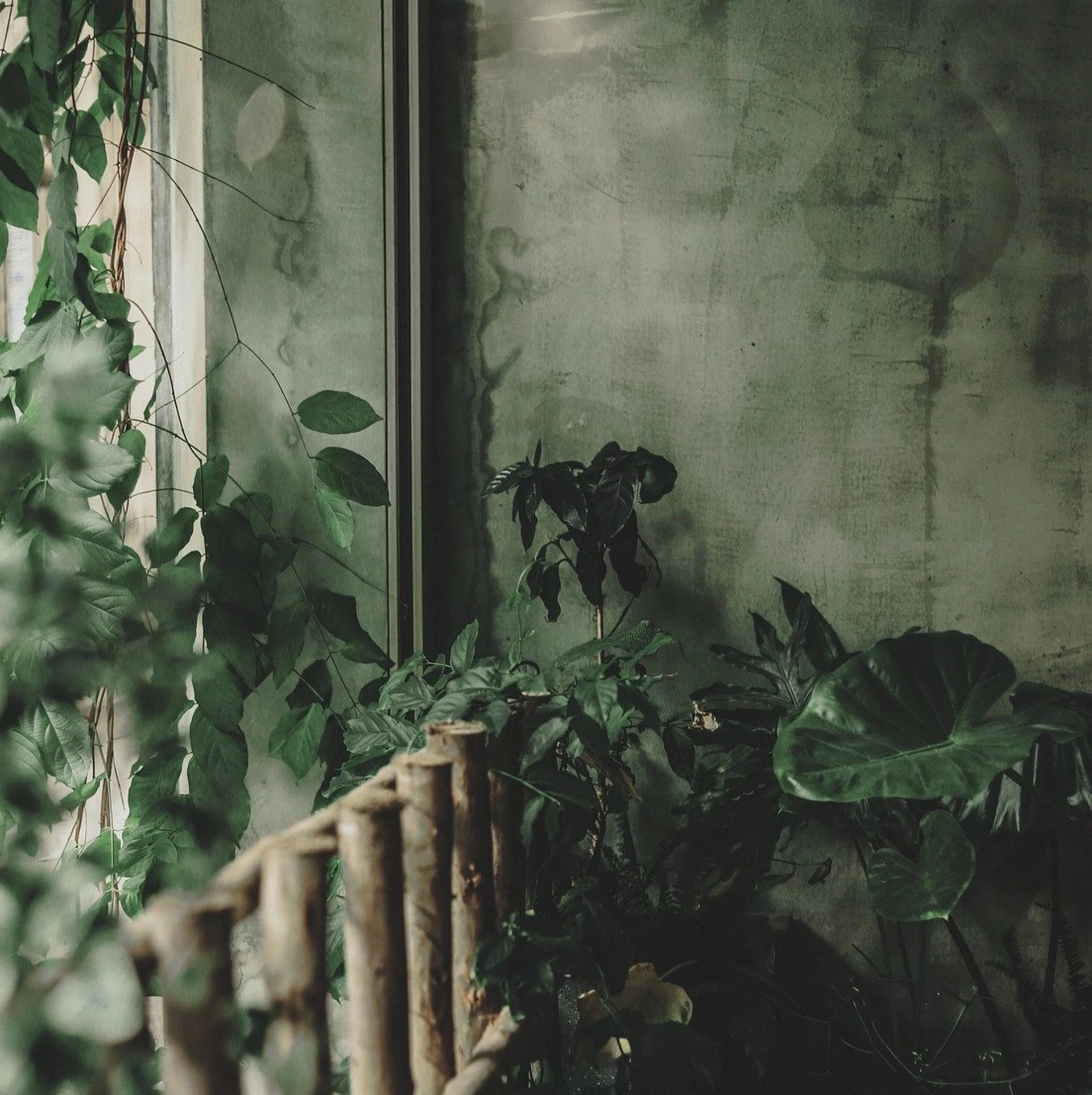 a bunch of palm trees in front of a wooden wall