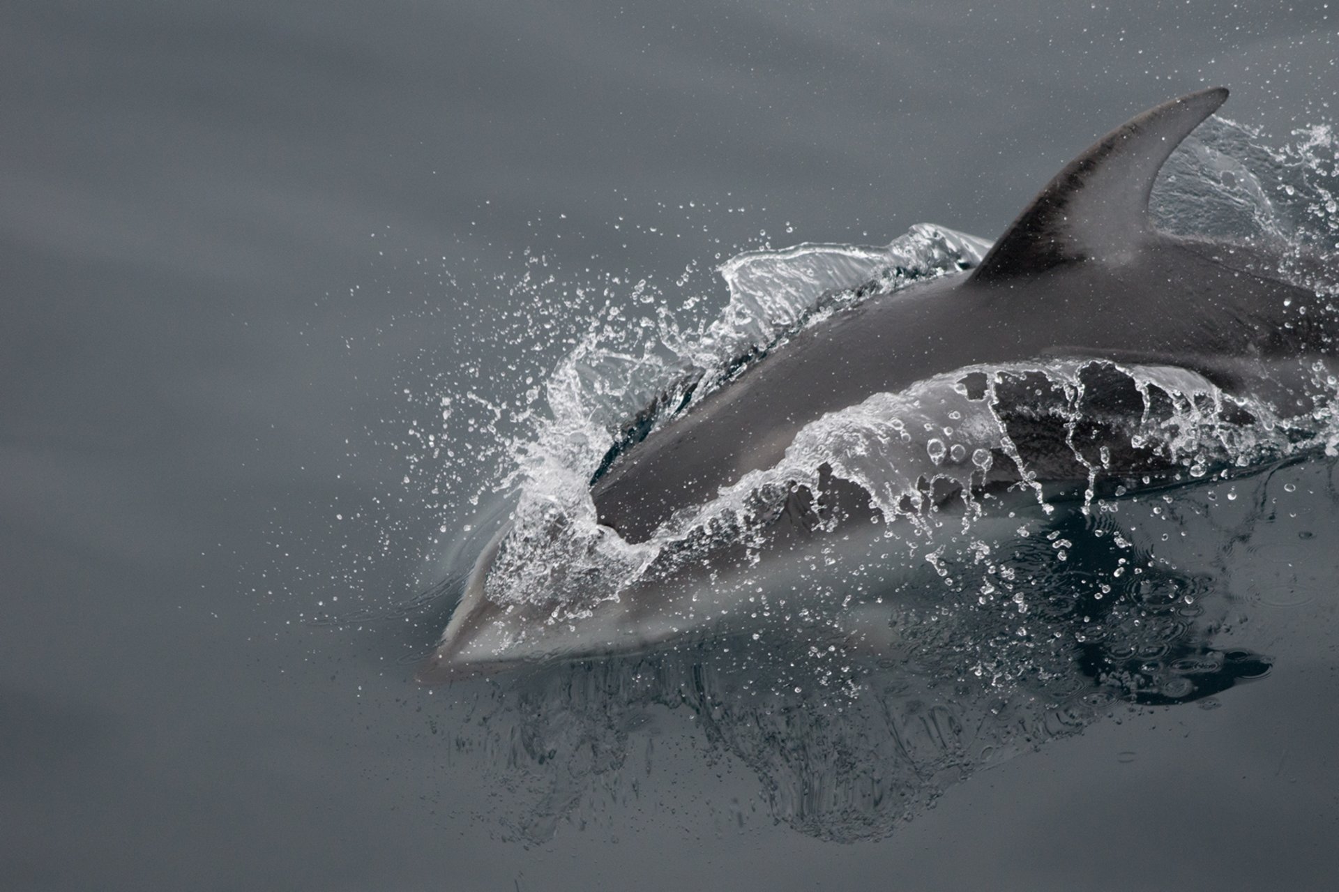 gray computer monitor