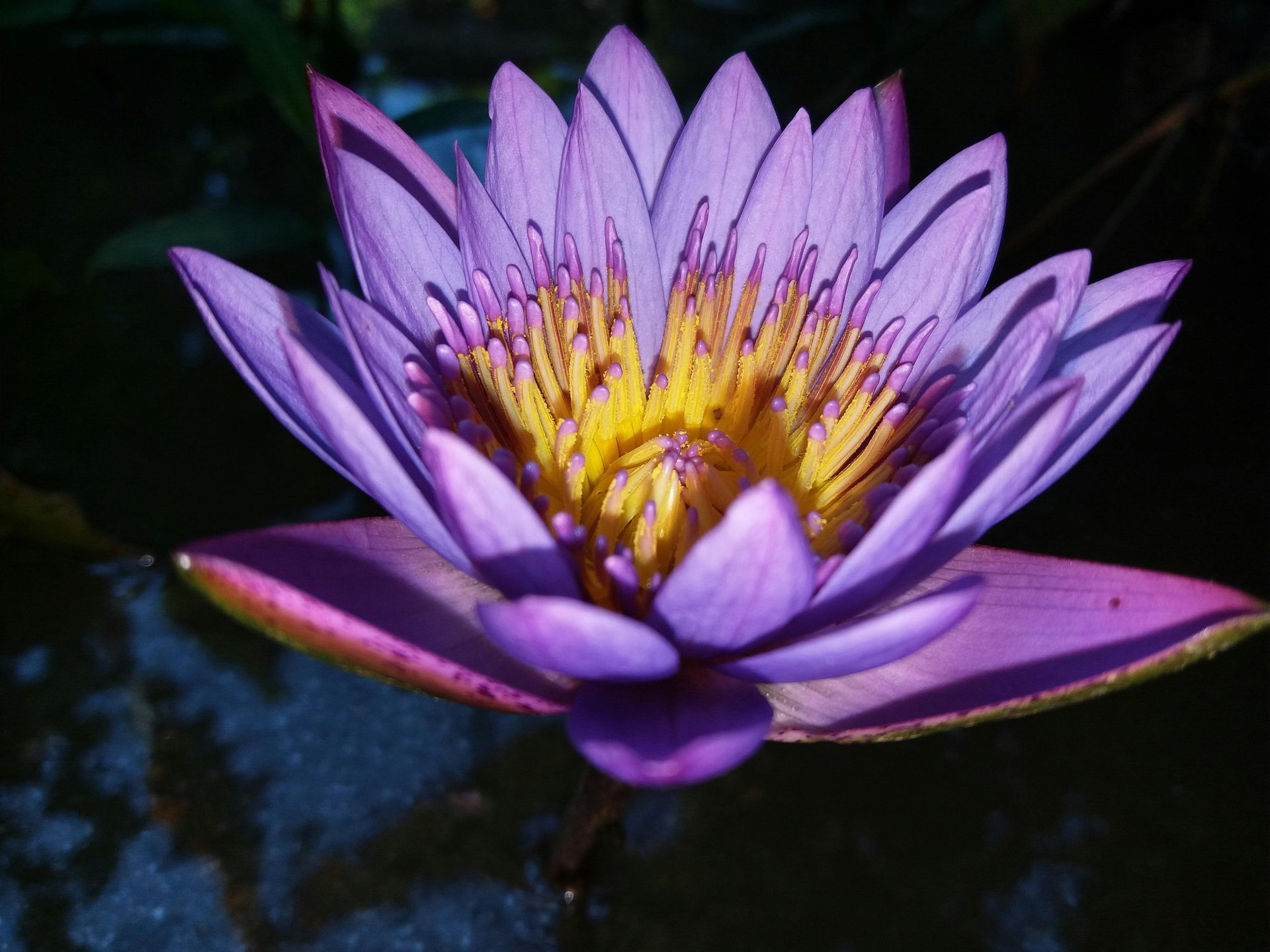 pink and yellow water lily