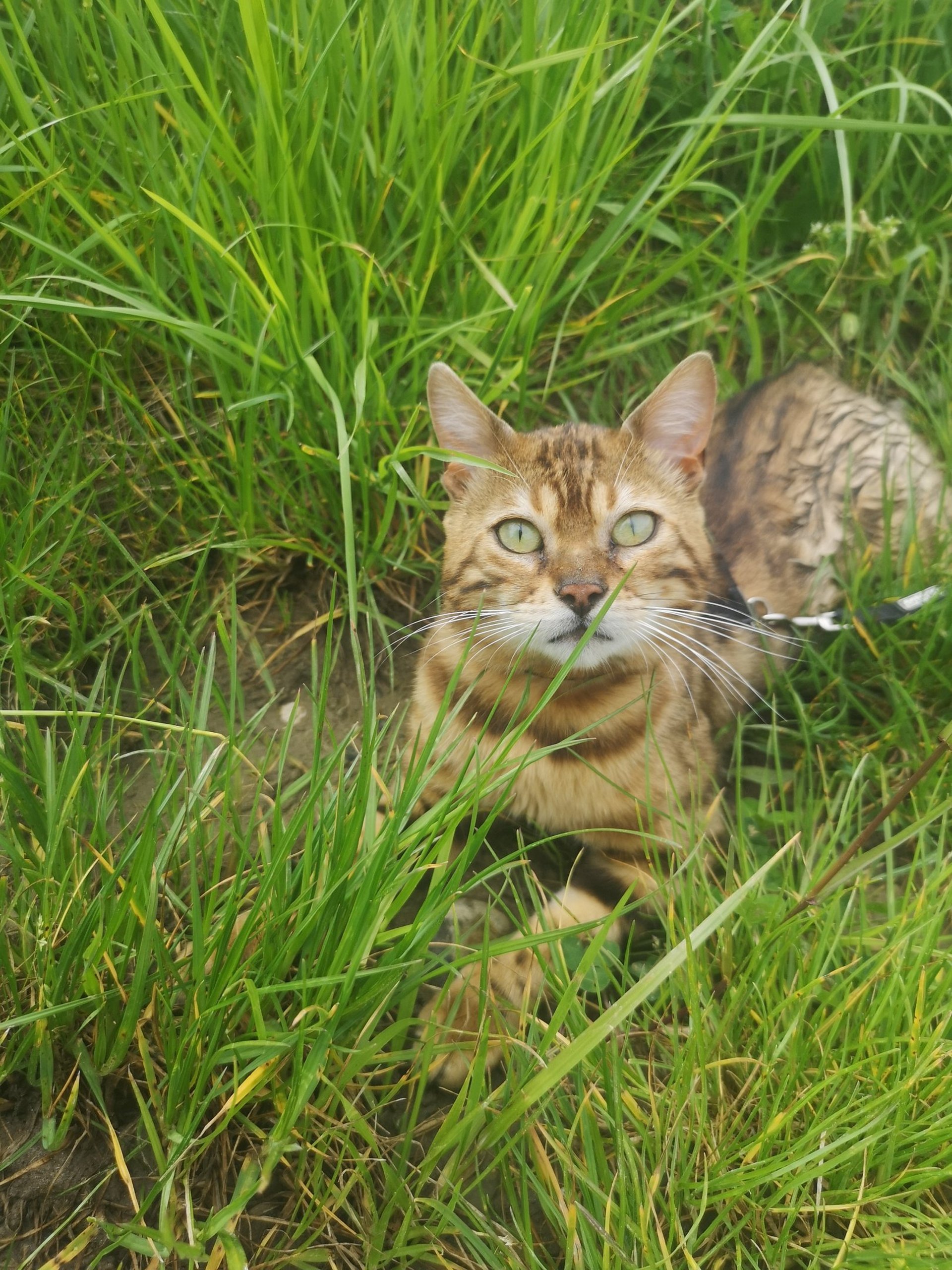 gray computer monitor