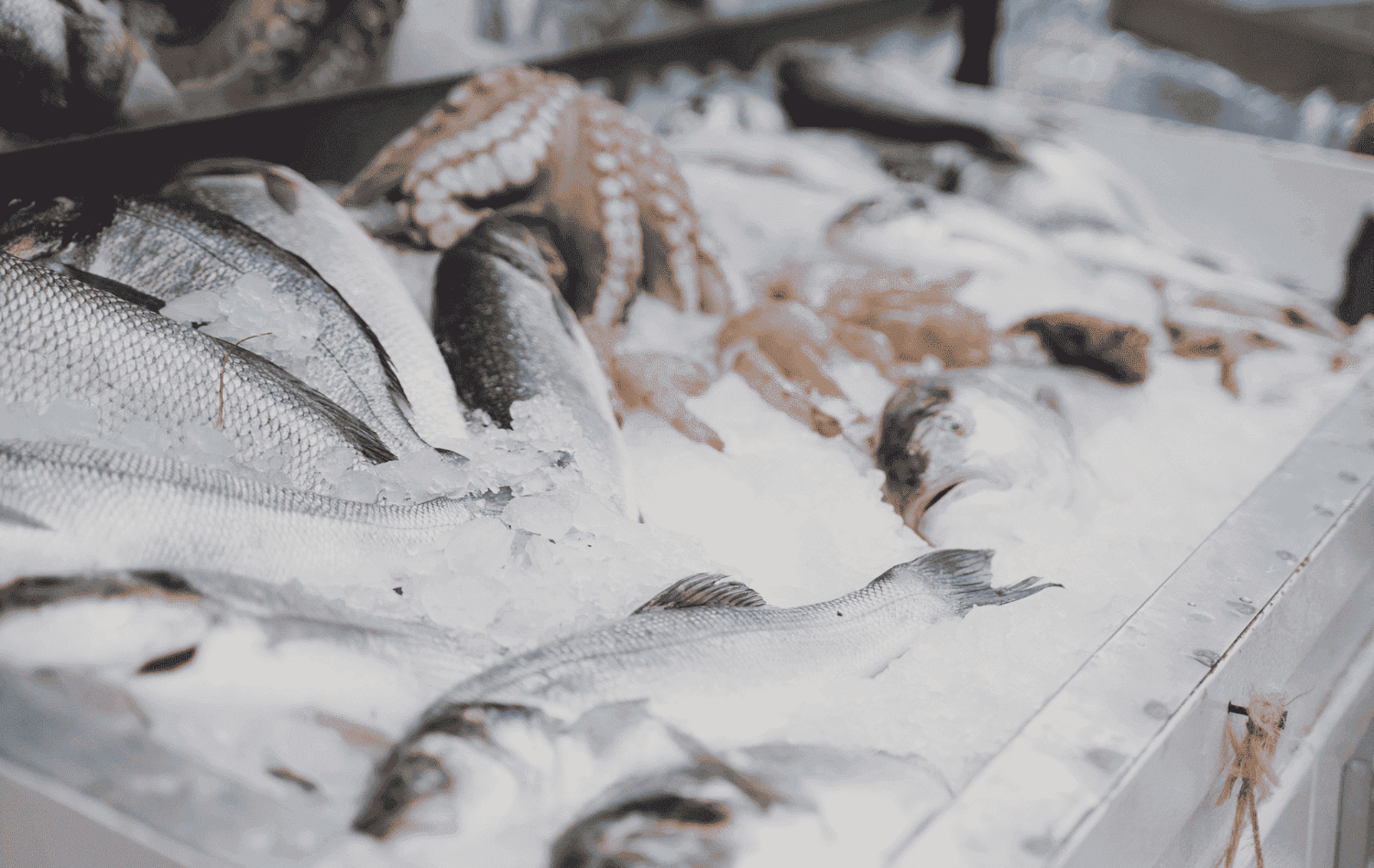 fr seafoods pescados