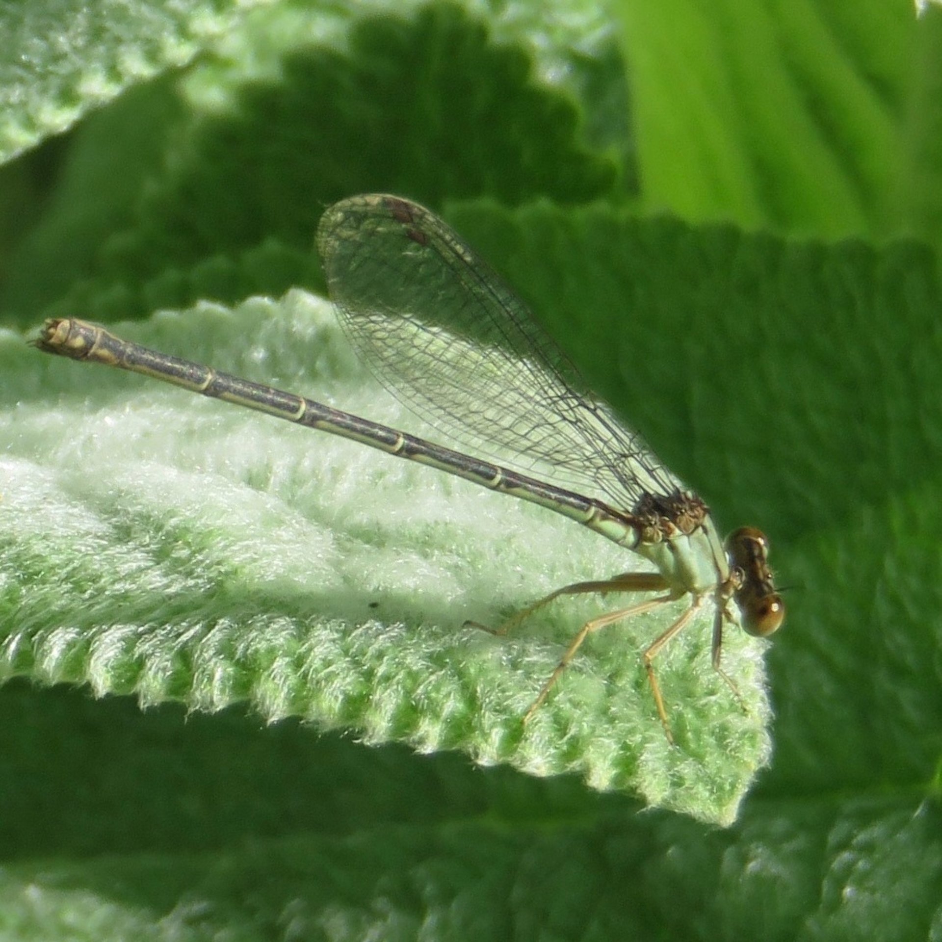 gray computer monitor