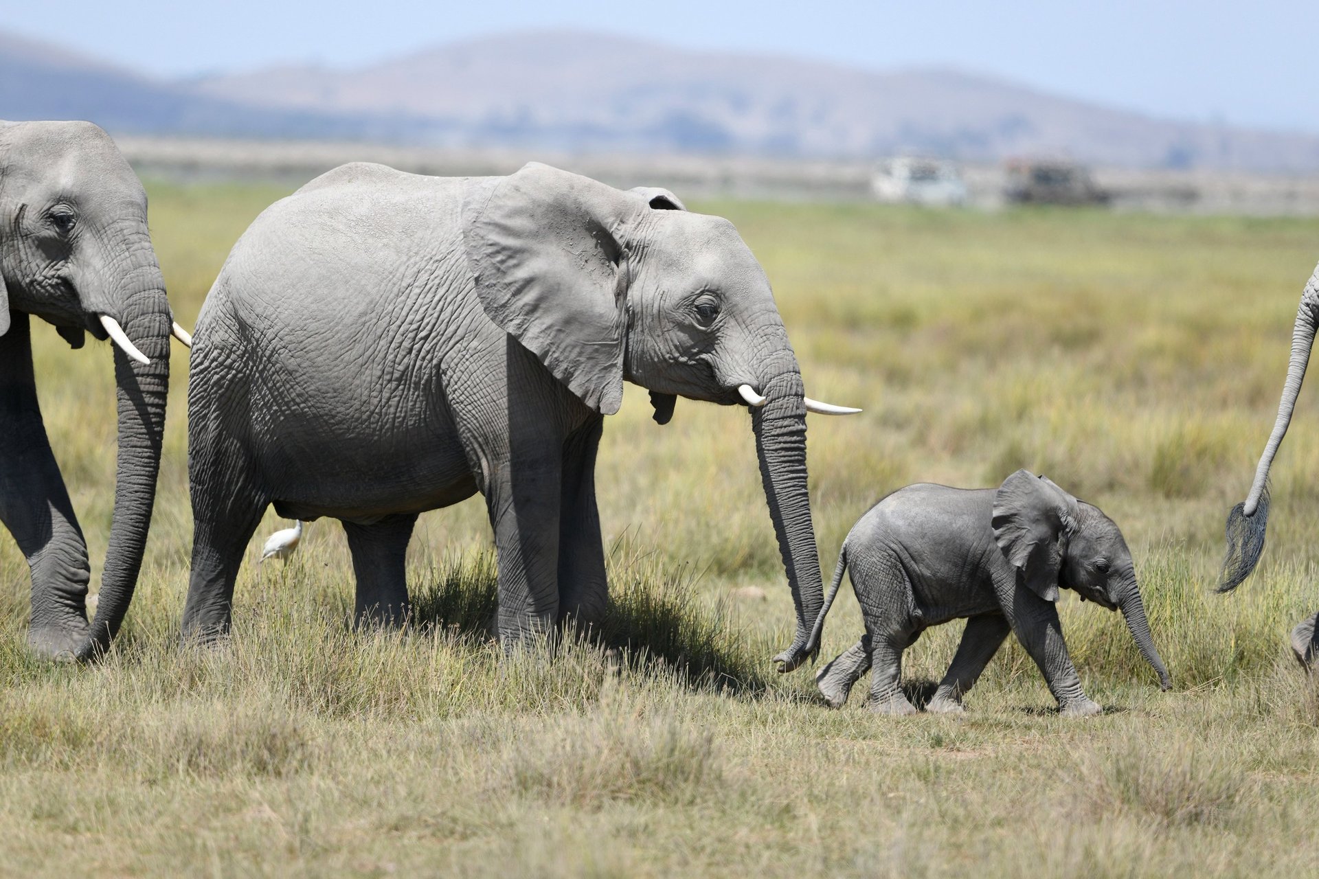black and brown leather padded tub sofa