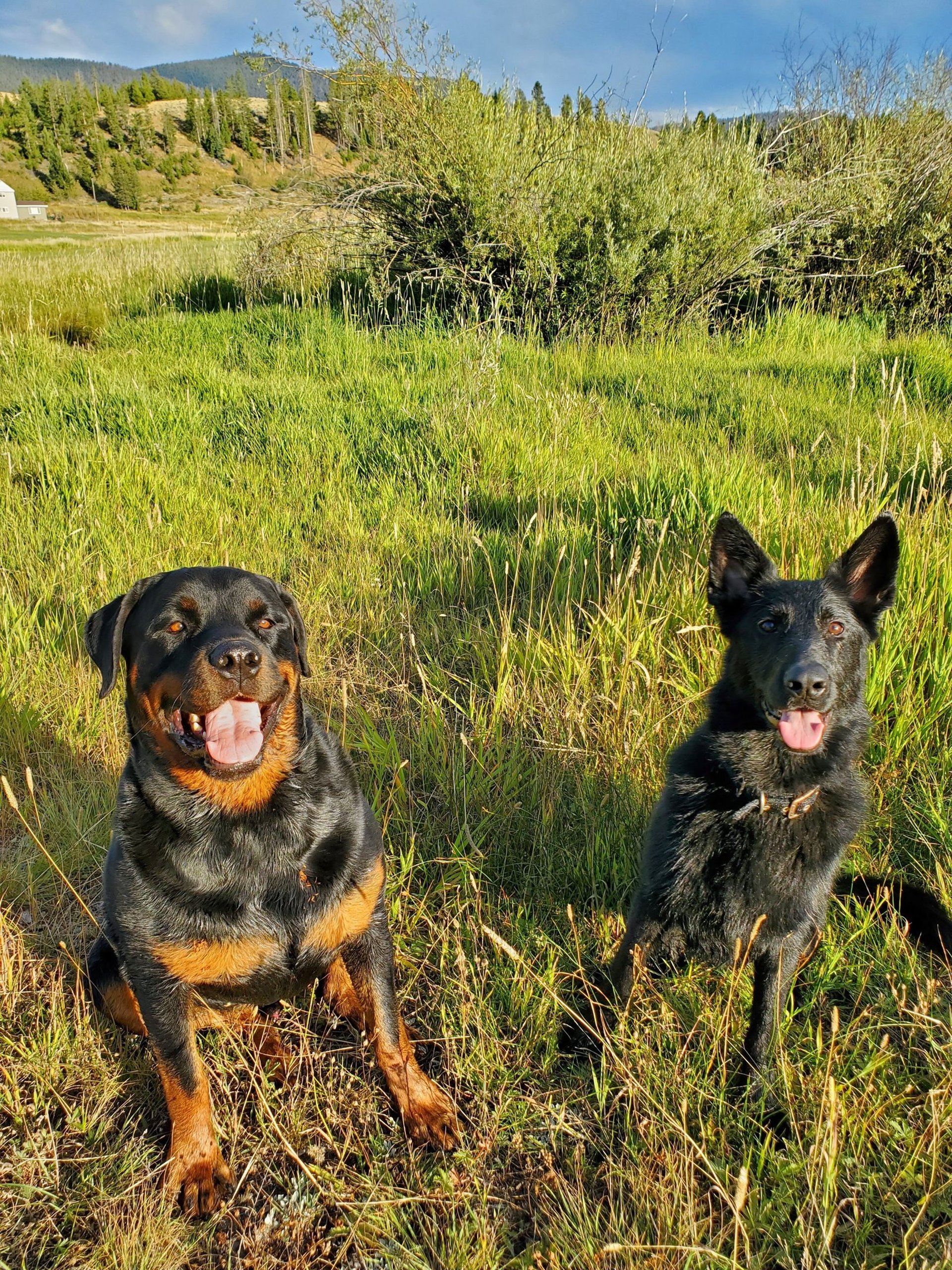 black and white bed linen