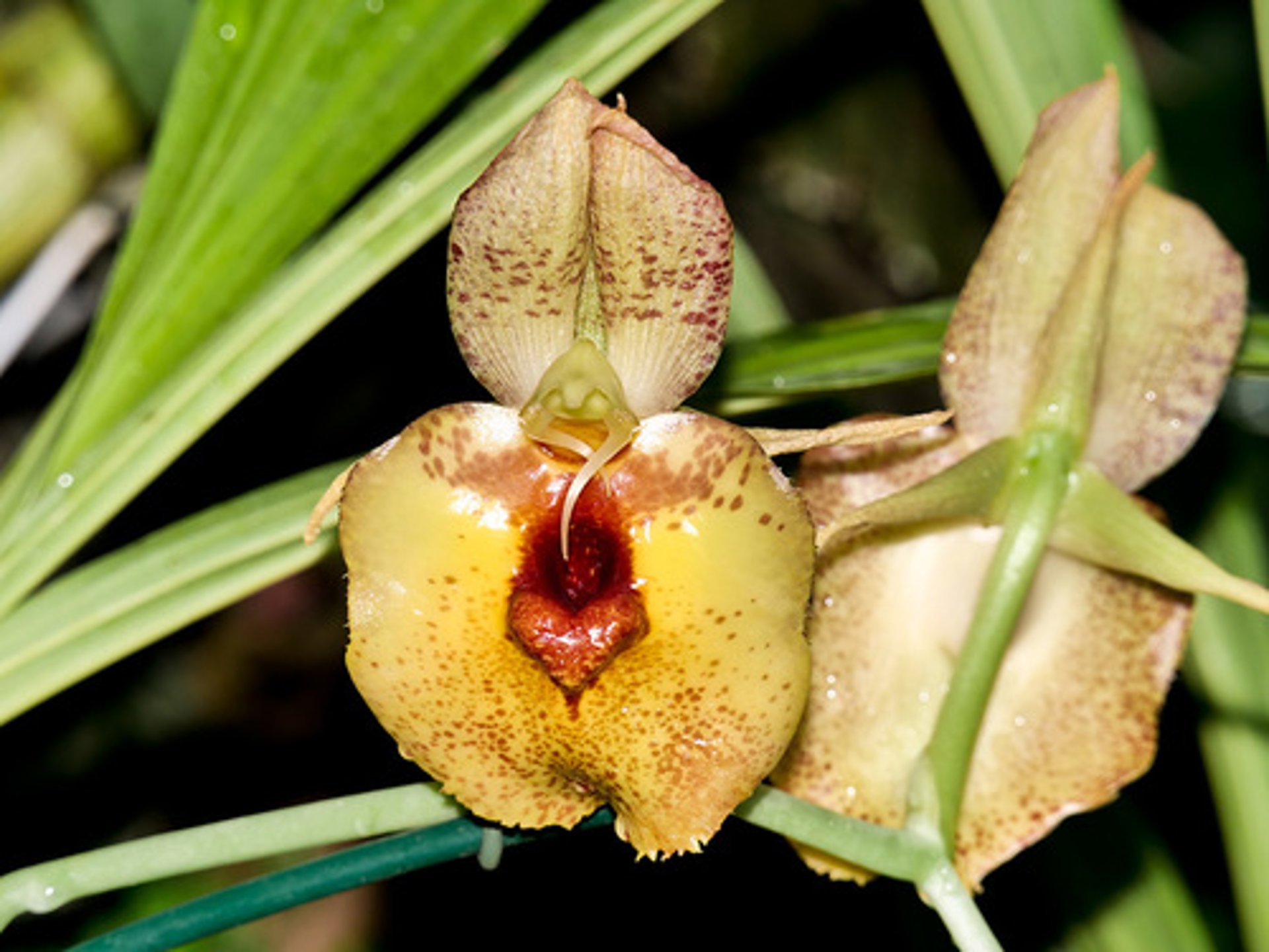 black blue and yellow textile