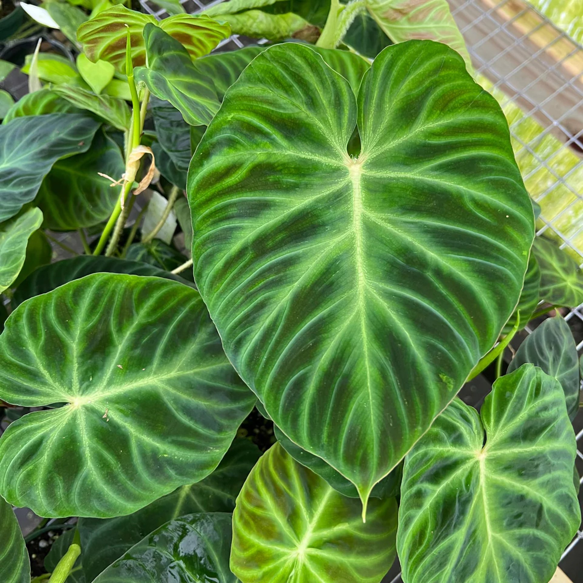 black blue and yellow textile