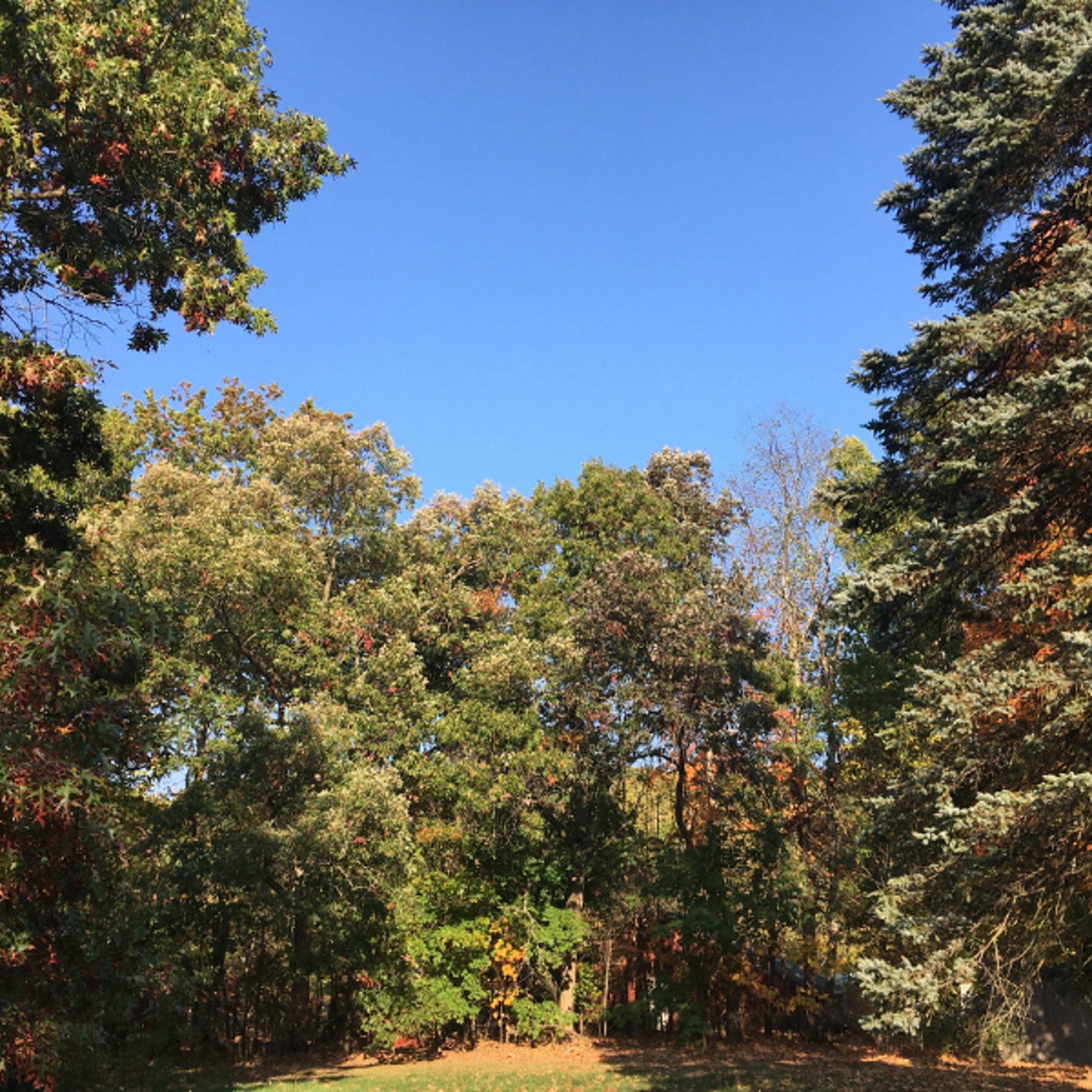 yellow sunflower field during daytime