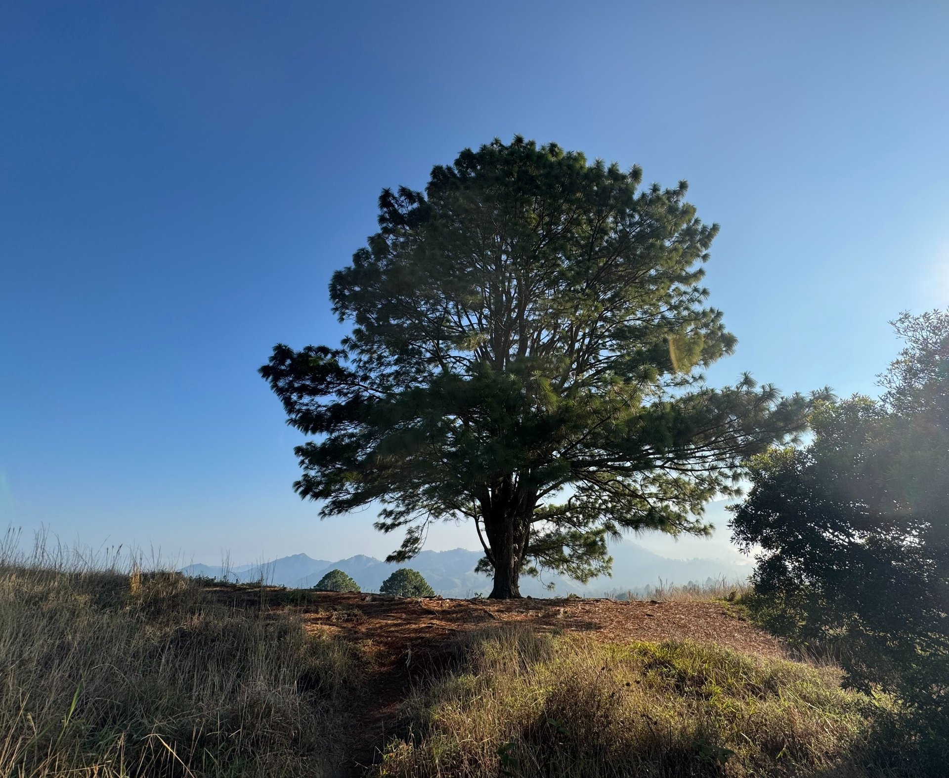 woman wearing yellow long-sleeved dress under white clouds and blue sky during daytime