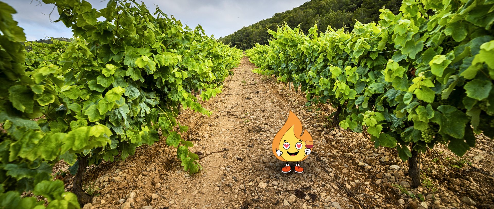 Forest during daytime