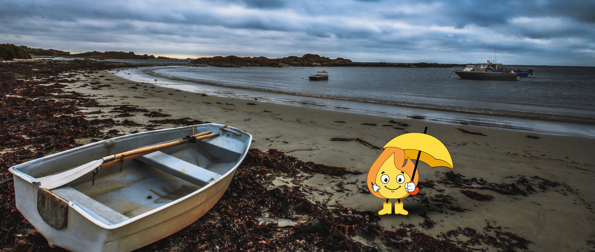 Forest during daytime