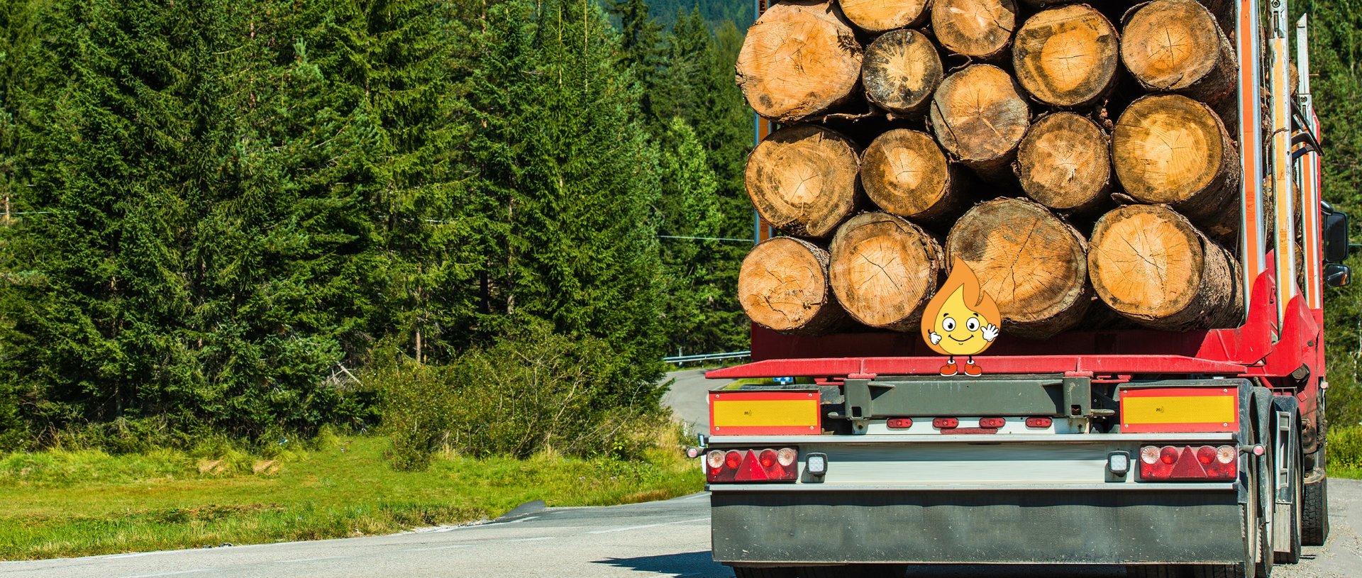 Forest during daytime