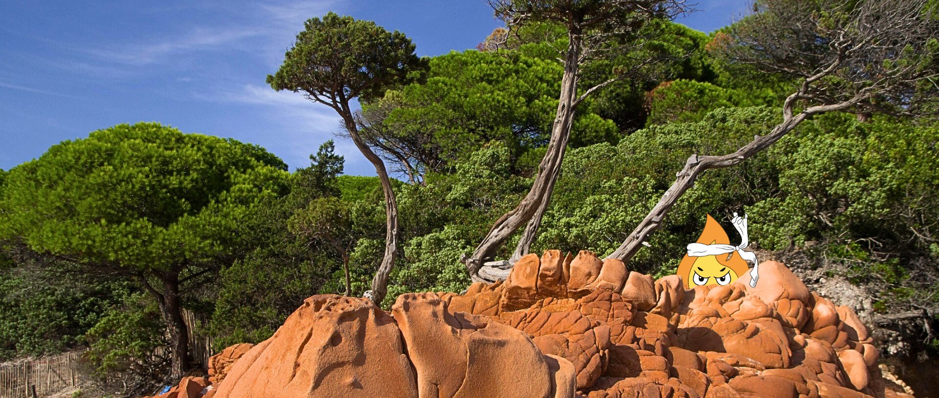 Forest during daytime