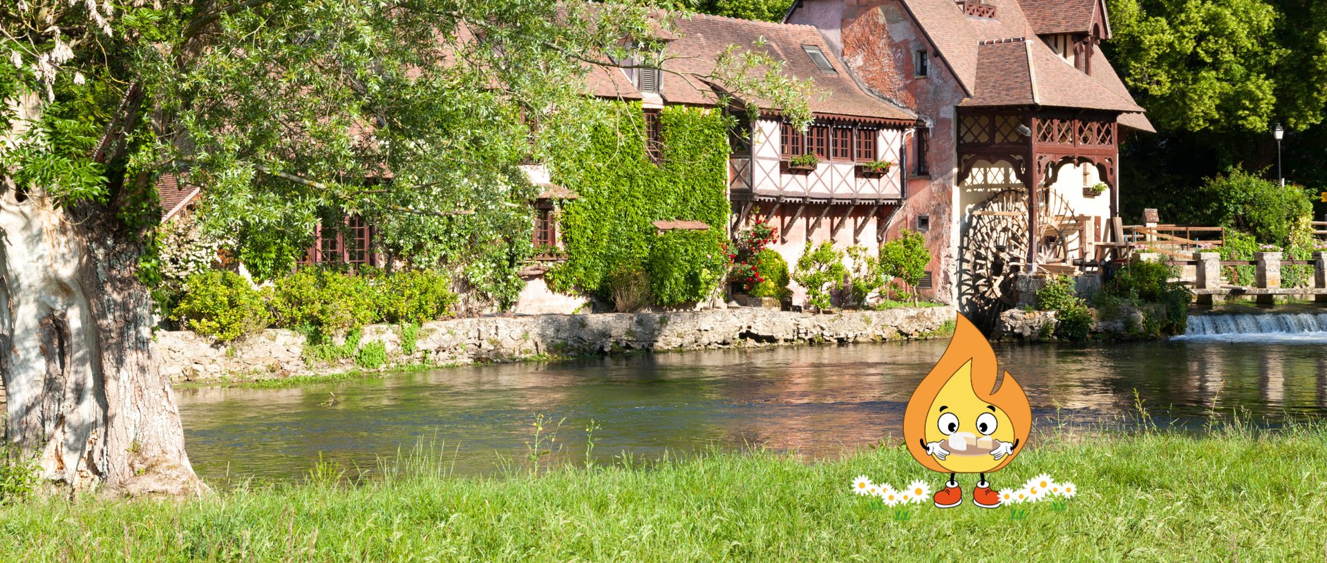 Forest during daytime