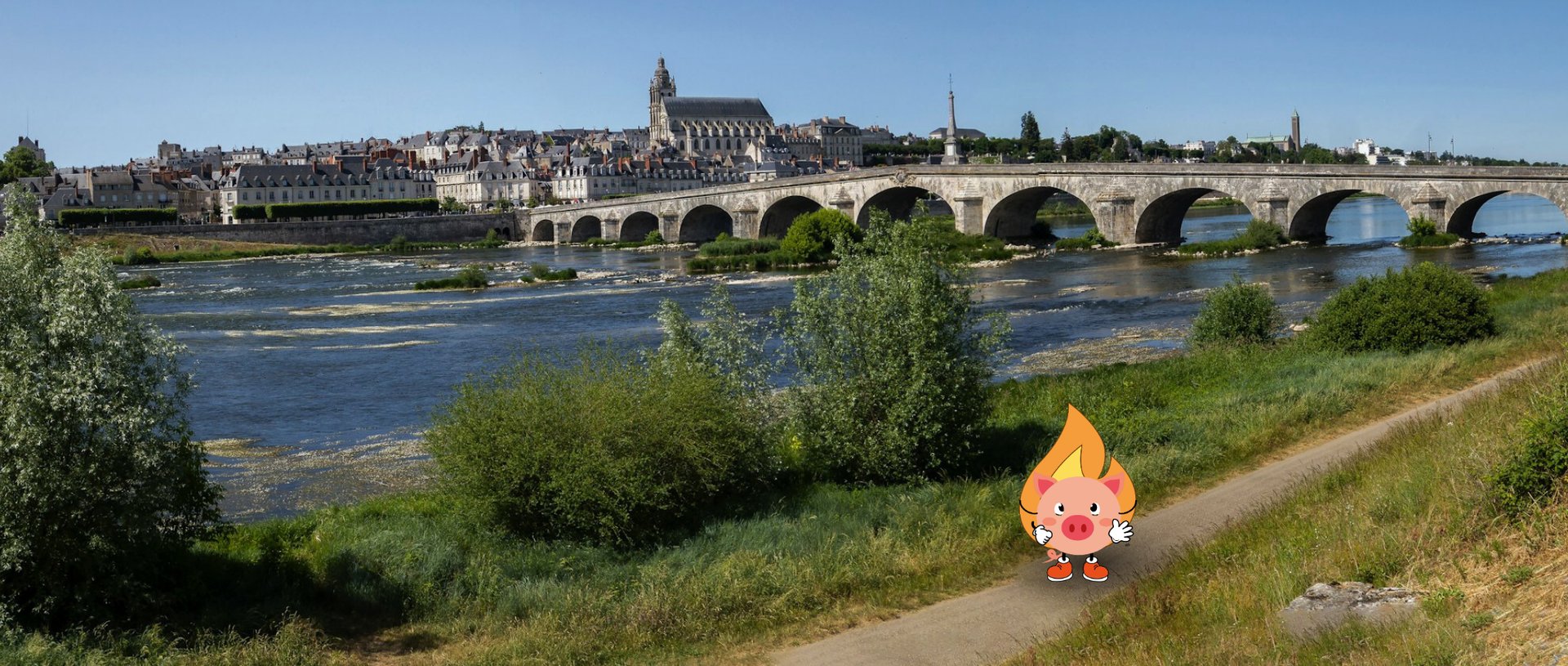 Forest during daytime