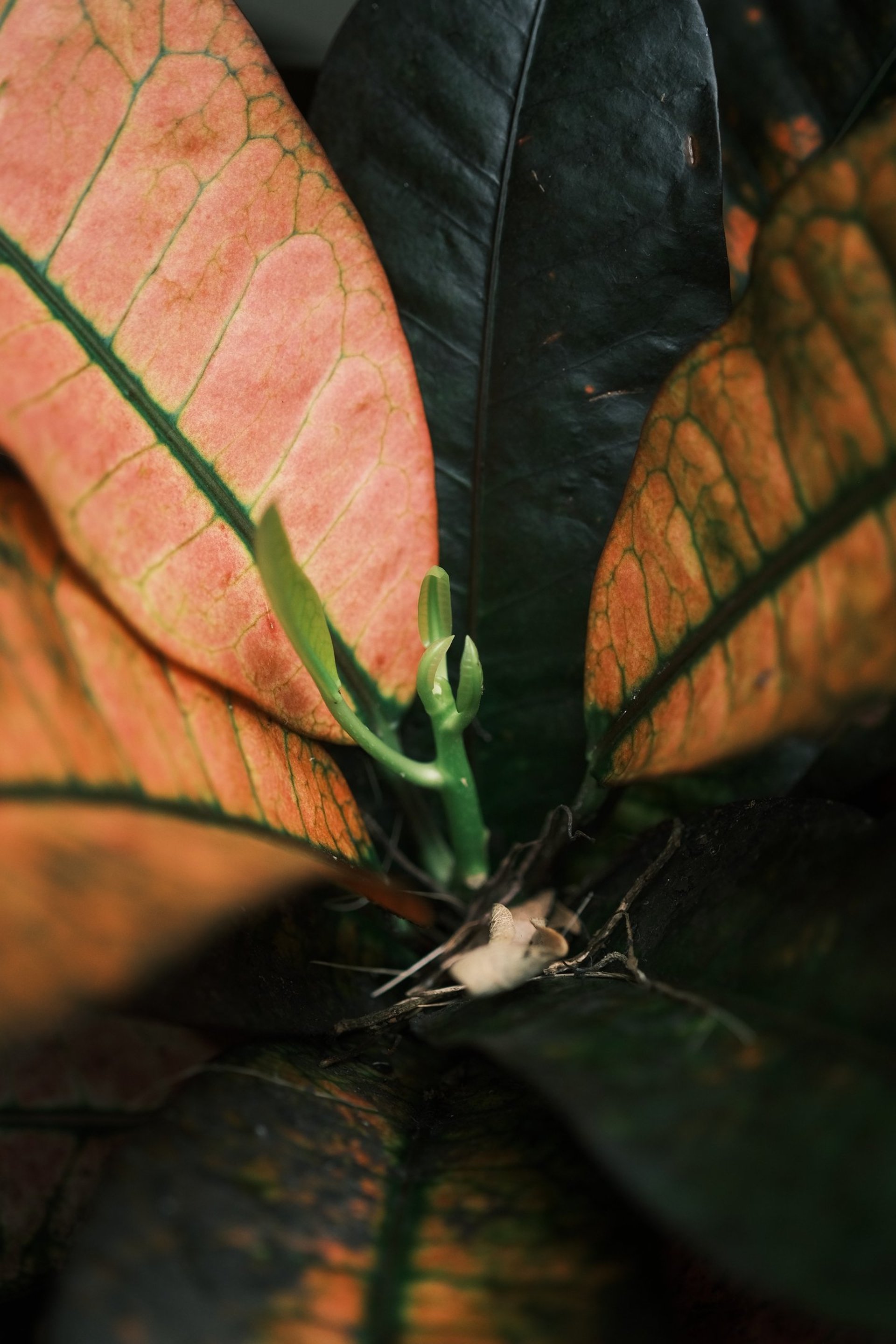 gray computer monitor