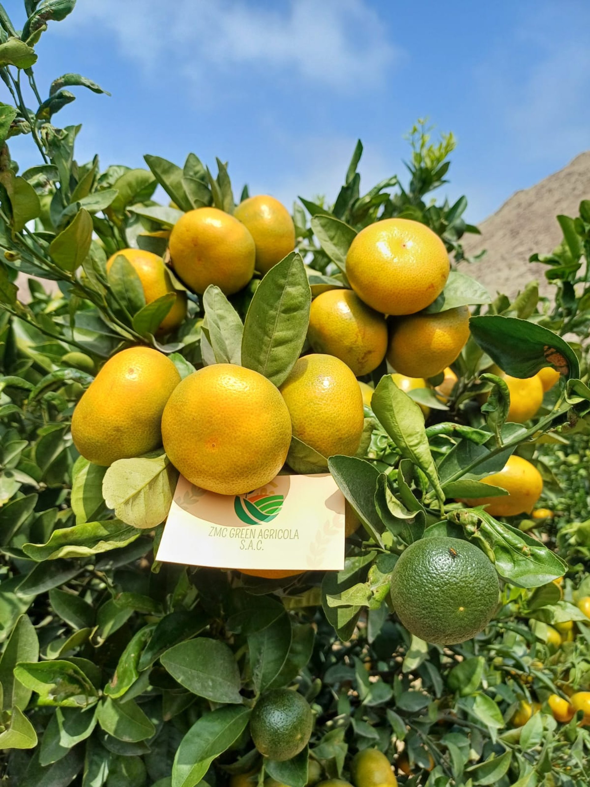 Person holding a basket of lemons and limes