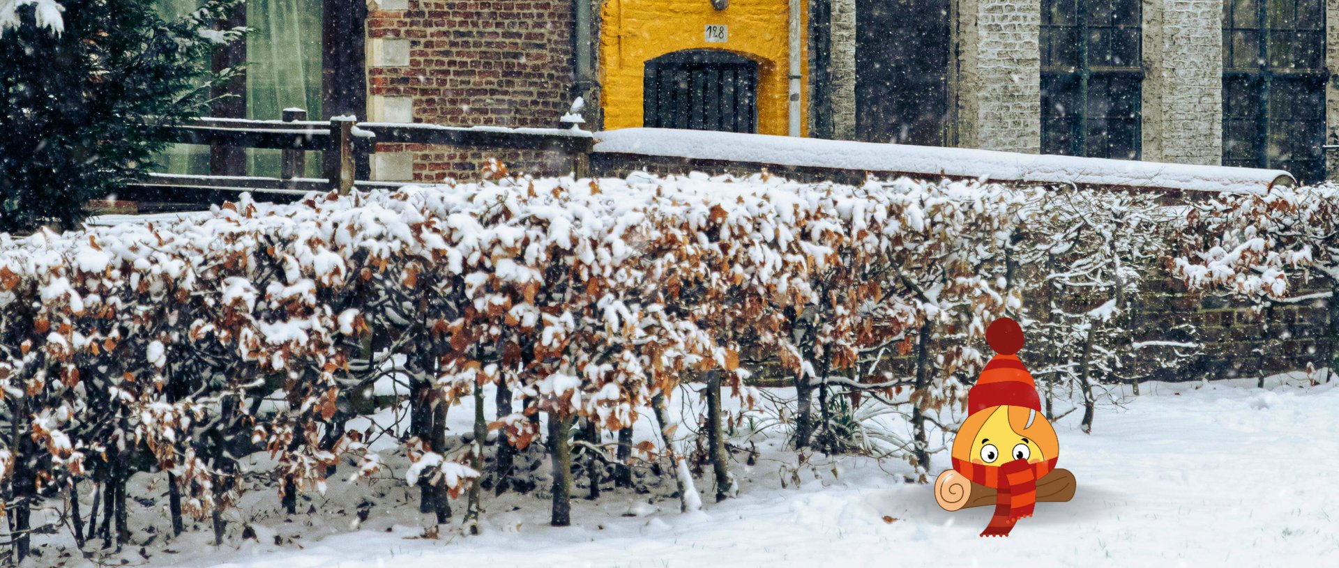 Forest during daytime