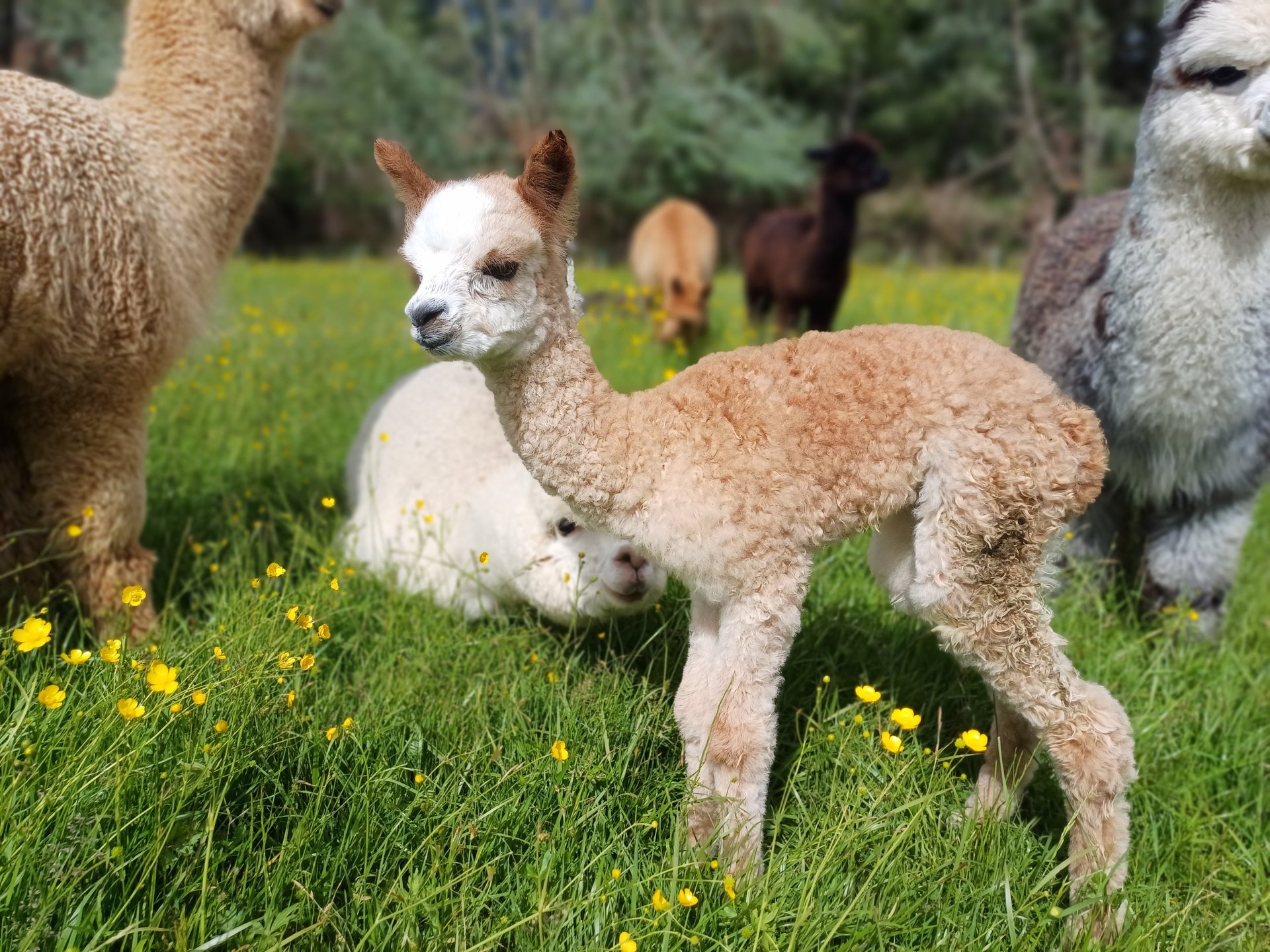 black and white bed linen