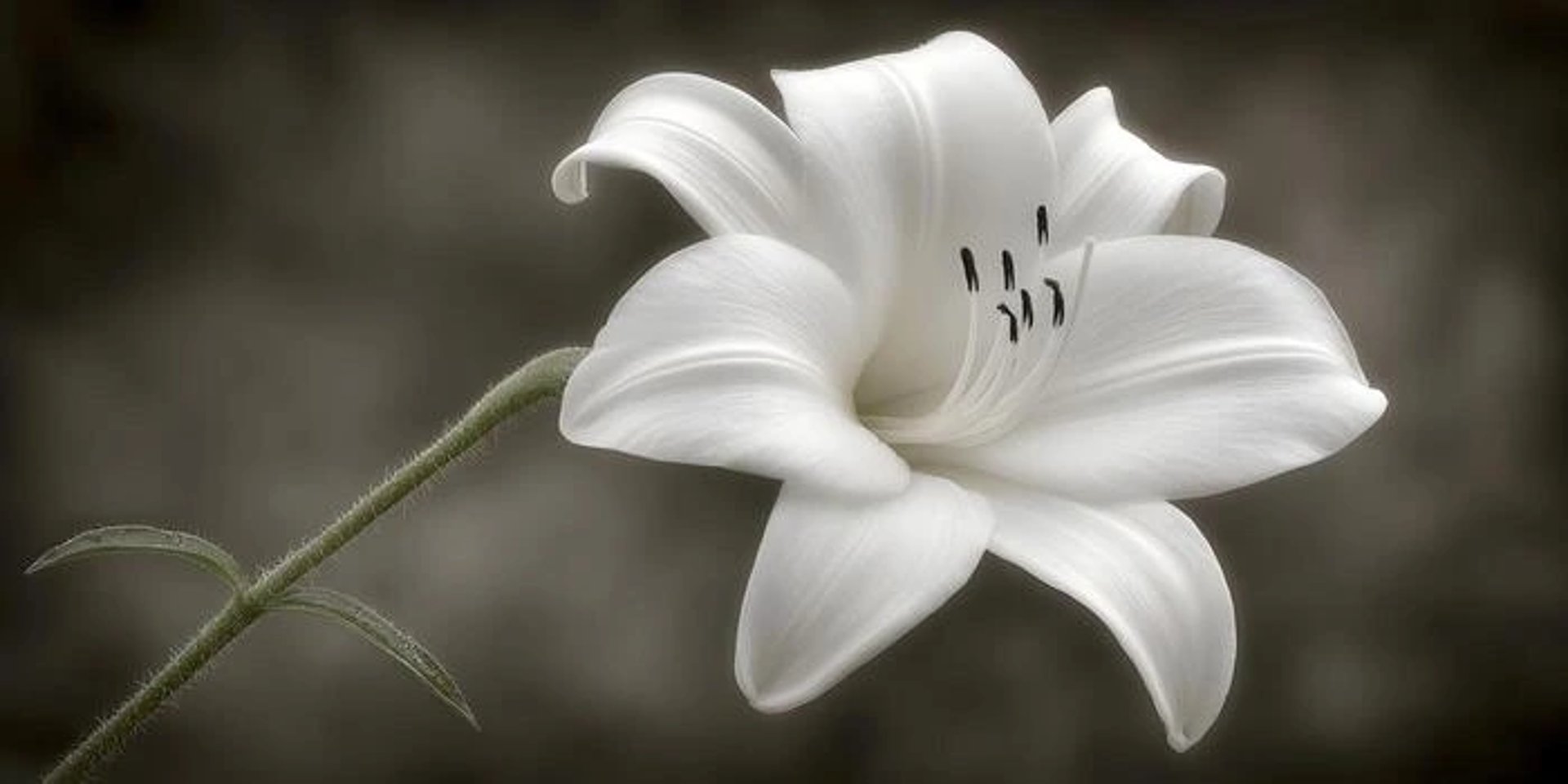 "white lily flower symbolizing quiet mind & soul"