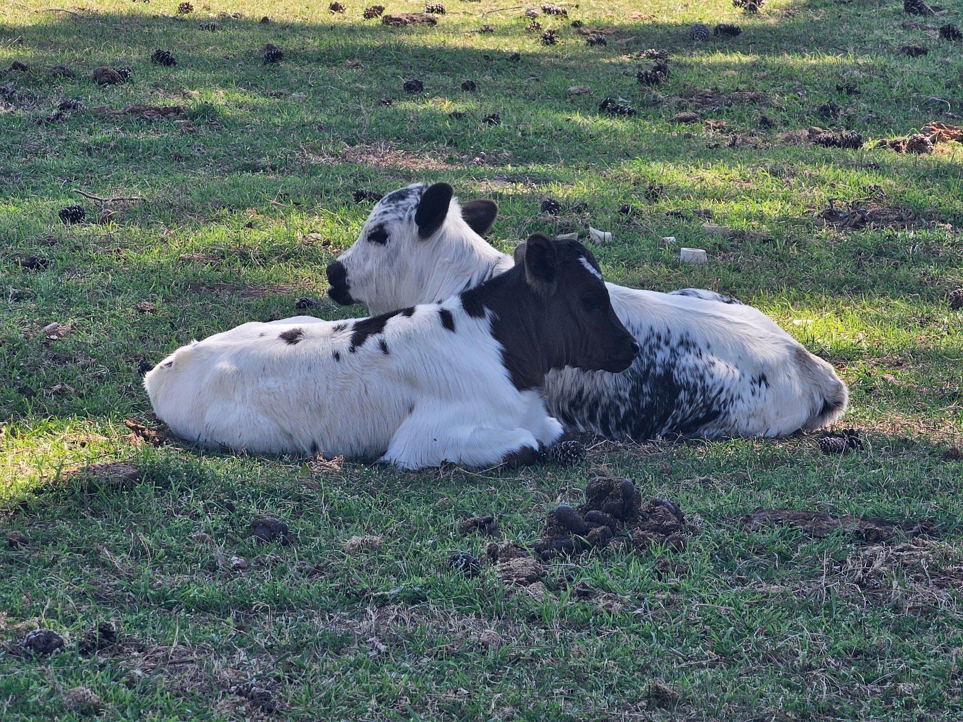 black and brown leather padded tub sofa
