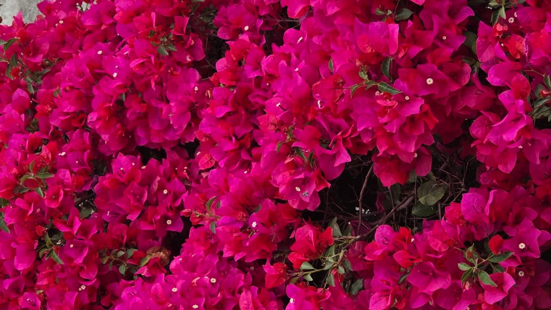 black and brown leather padded tub sofa