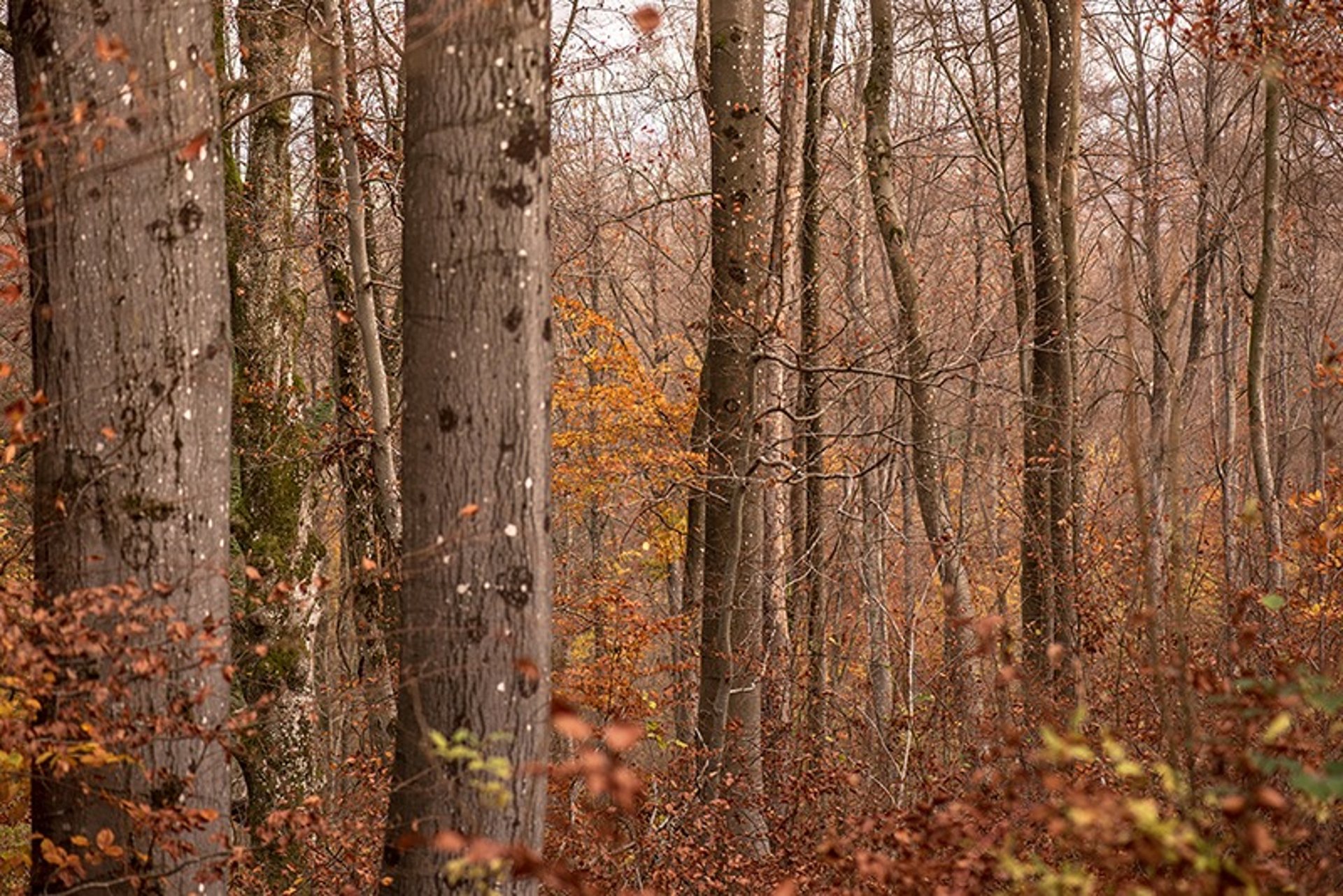 woman wearing yellow long-sleeved dress under white clouds and blue sky during daytime