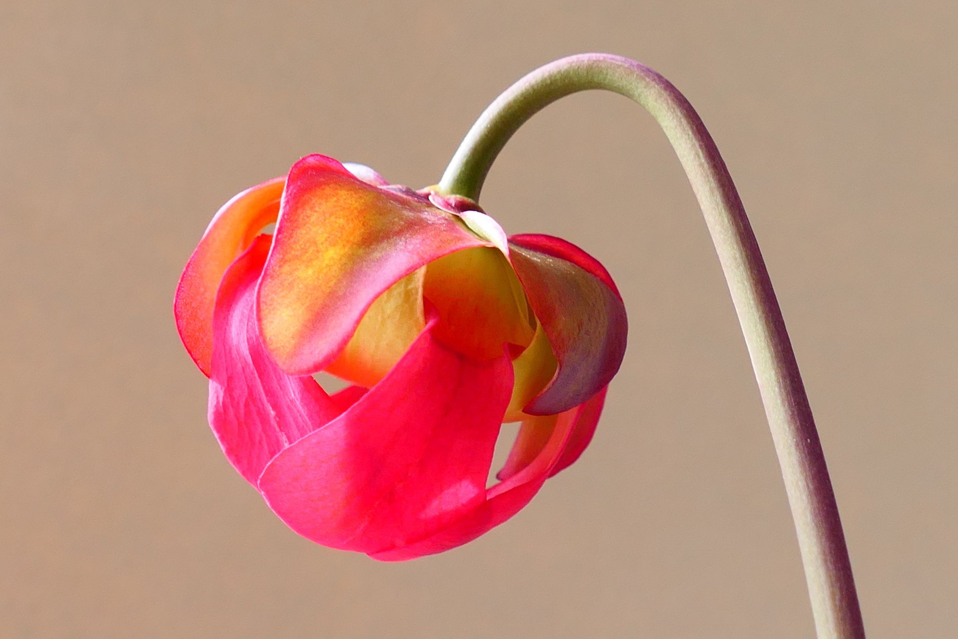 brown and green plant on brown wooden table