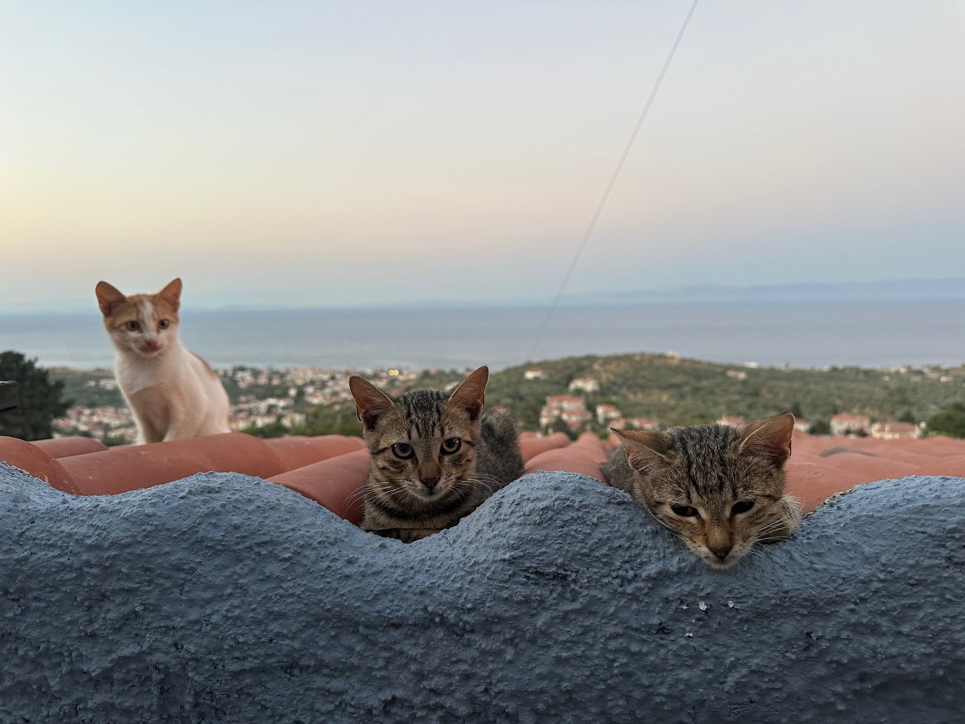 hot air balloons floating on air