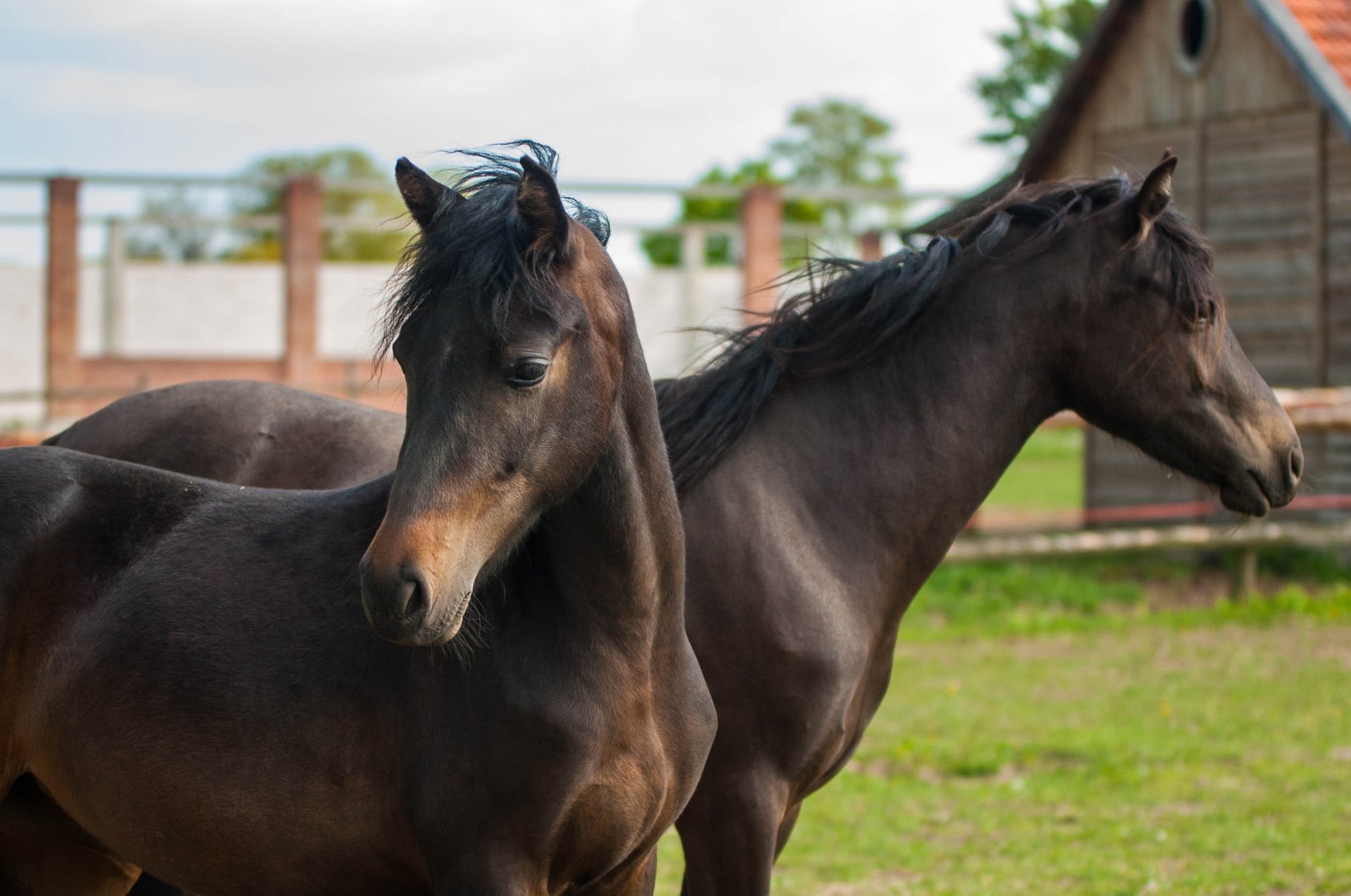 black and white bed linen