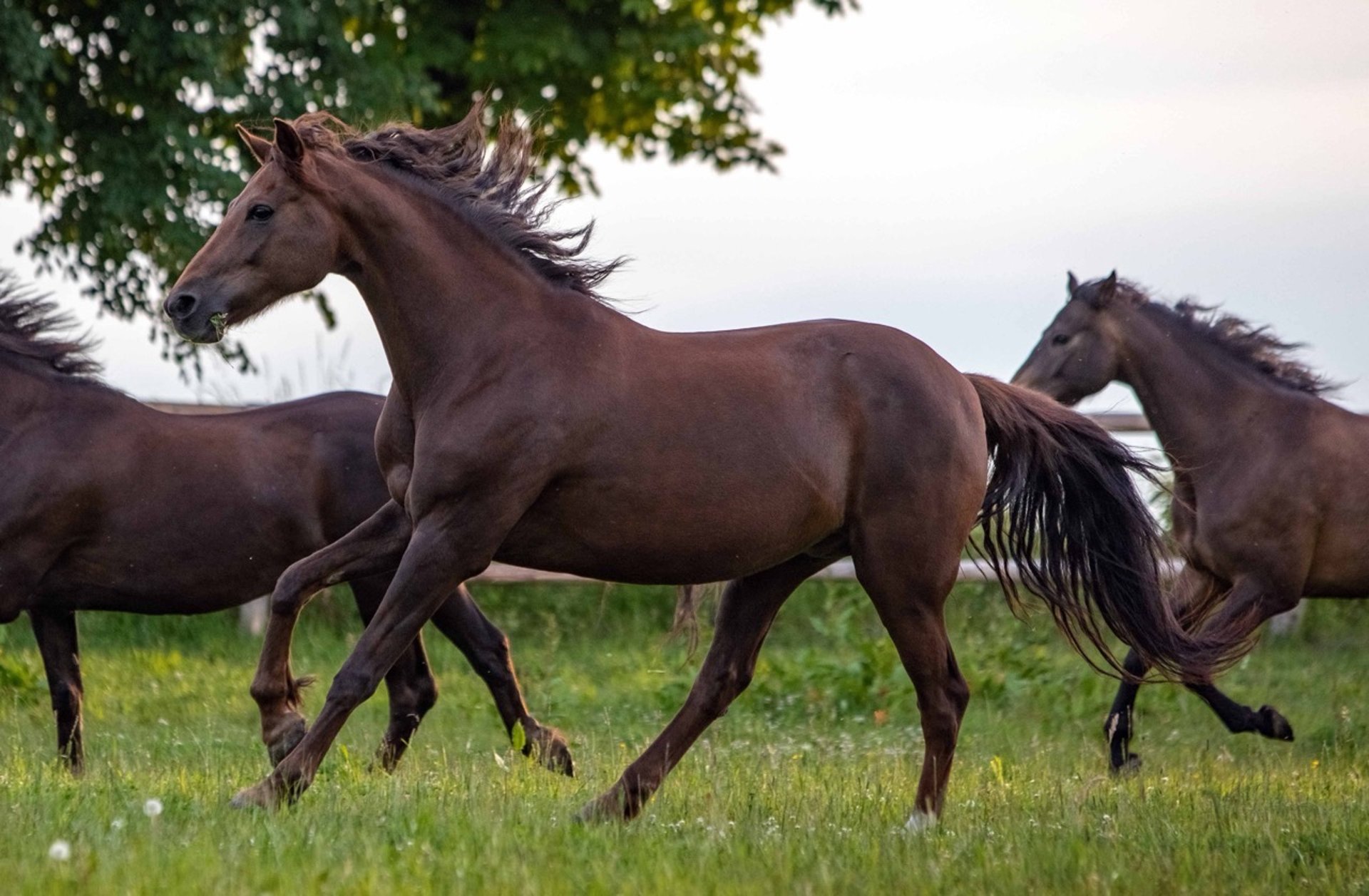 black and white bed linen
