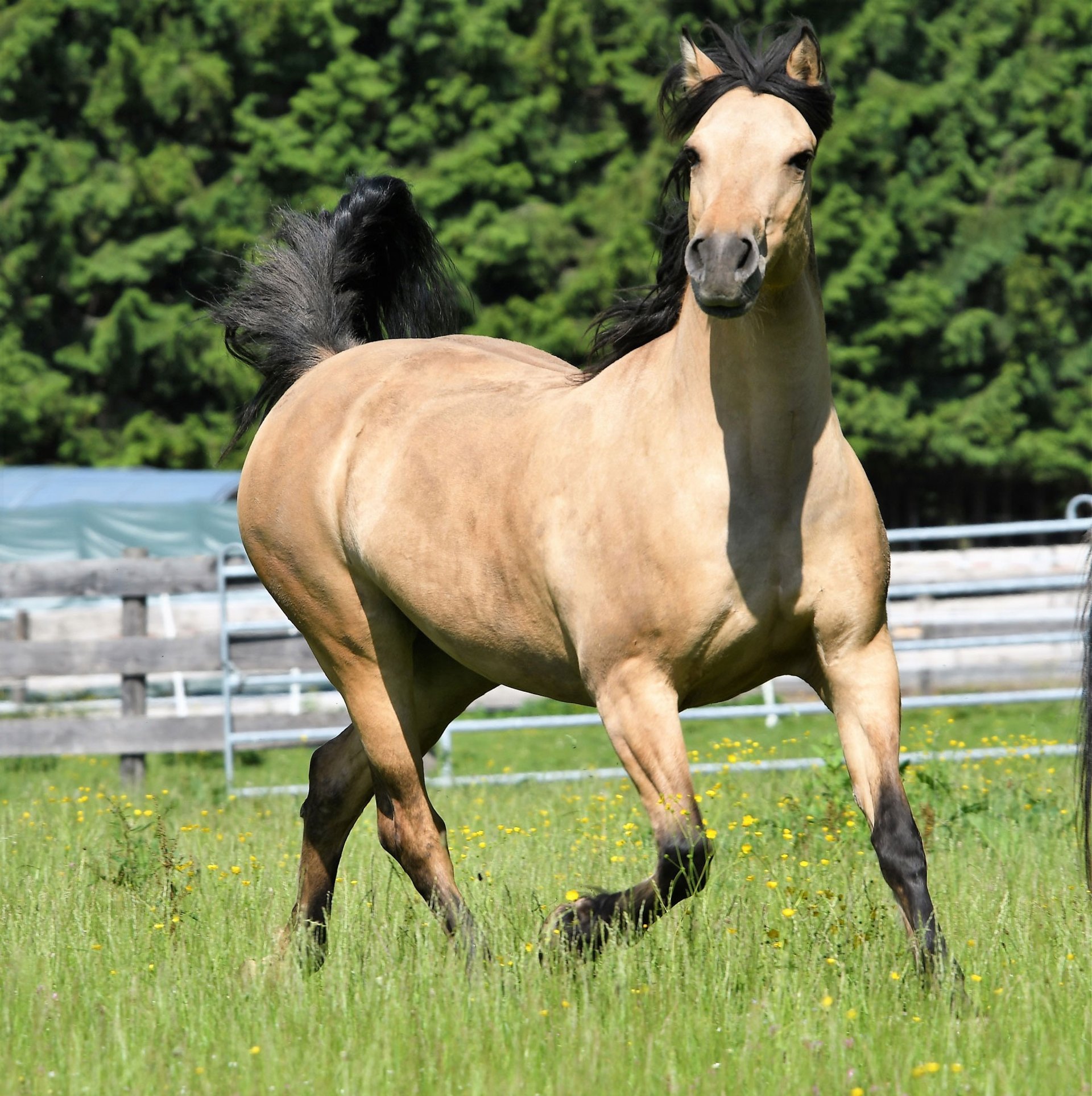 black and white bed linen