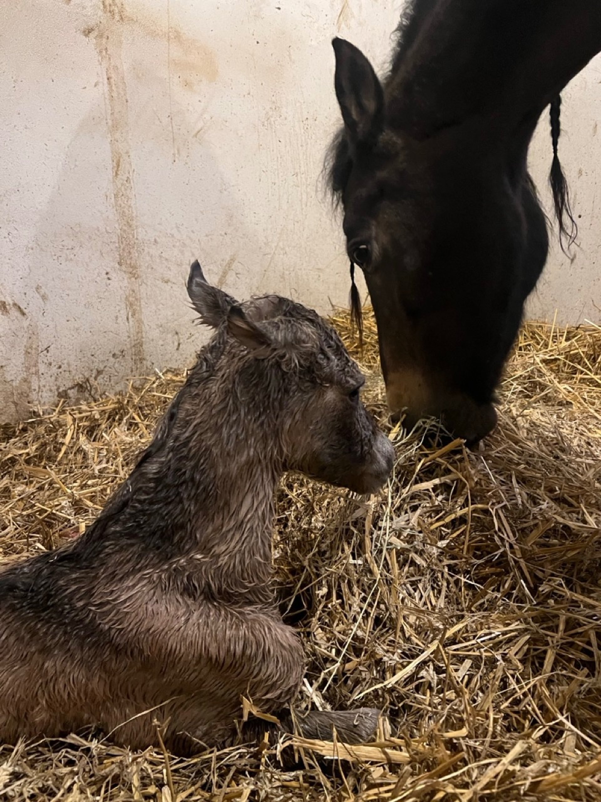 black and white bed linen