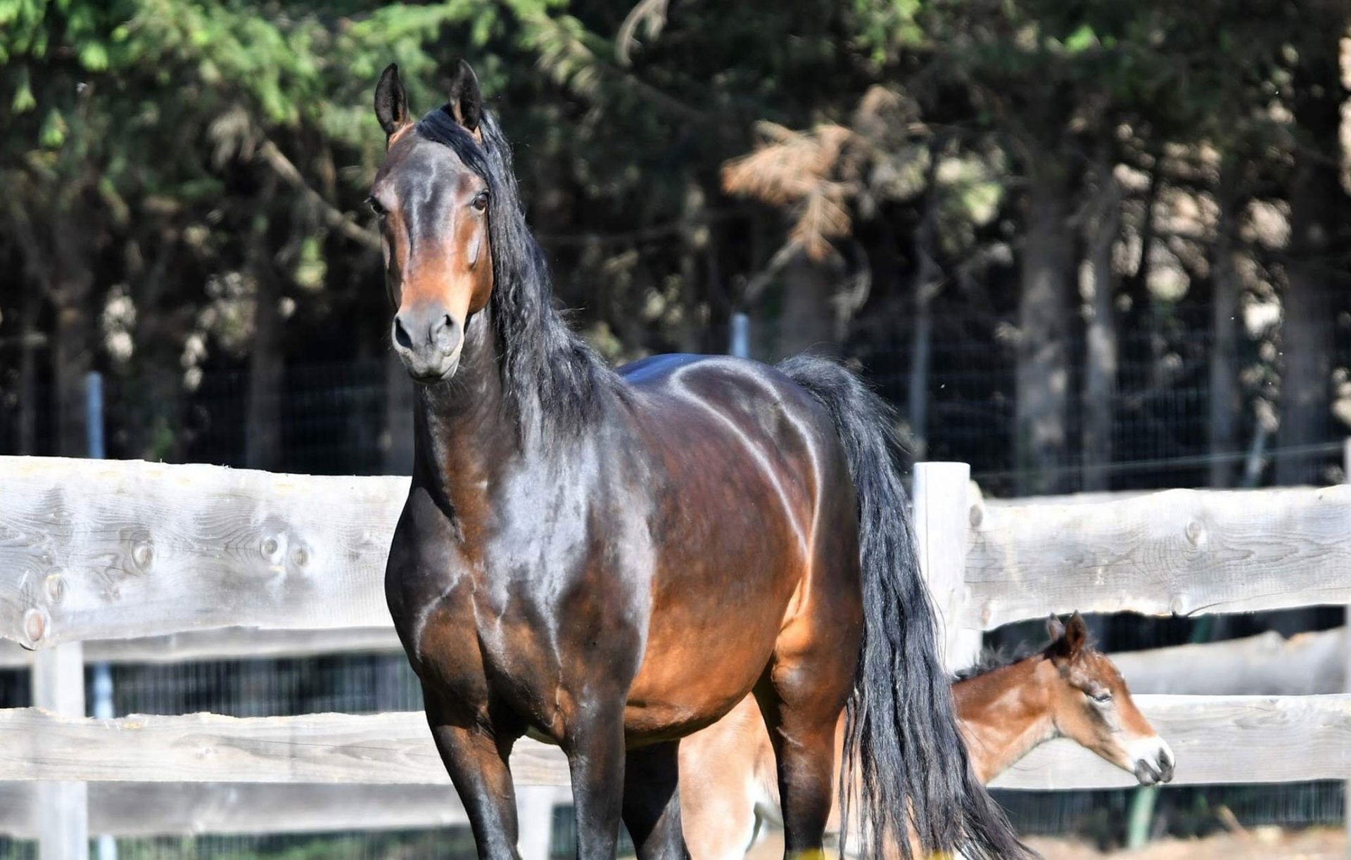 black and white bed linen