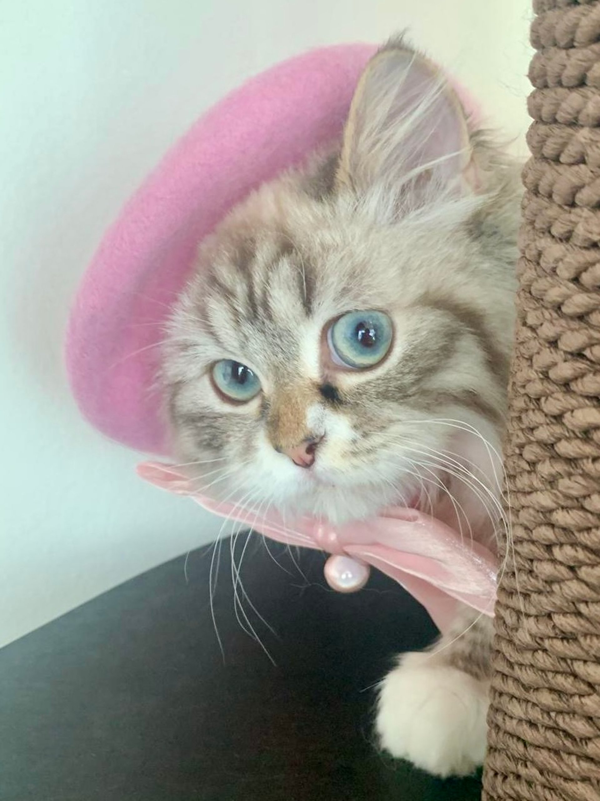 orange tabby kitten in grasses