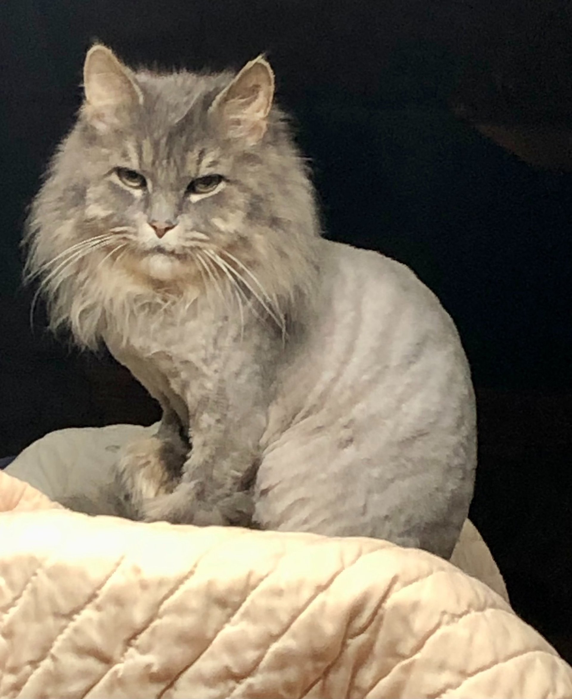 orange tabby kitten in grasses