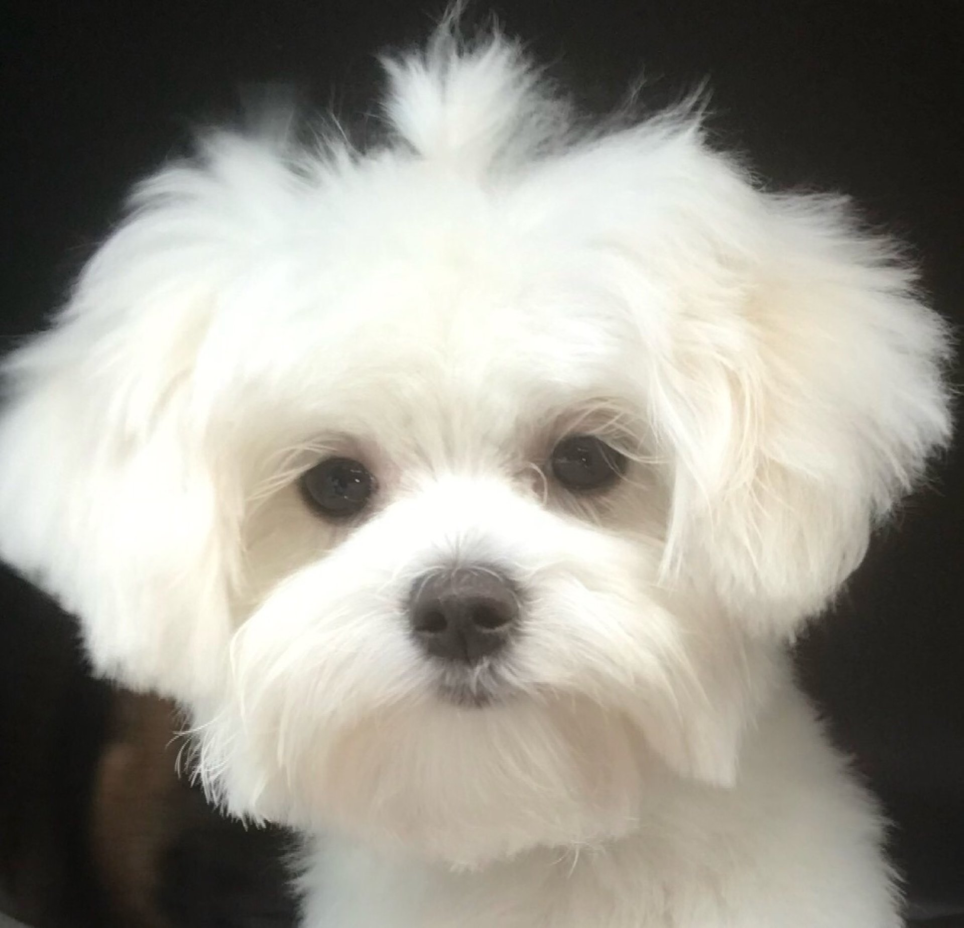 gray computer monitor