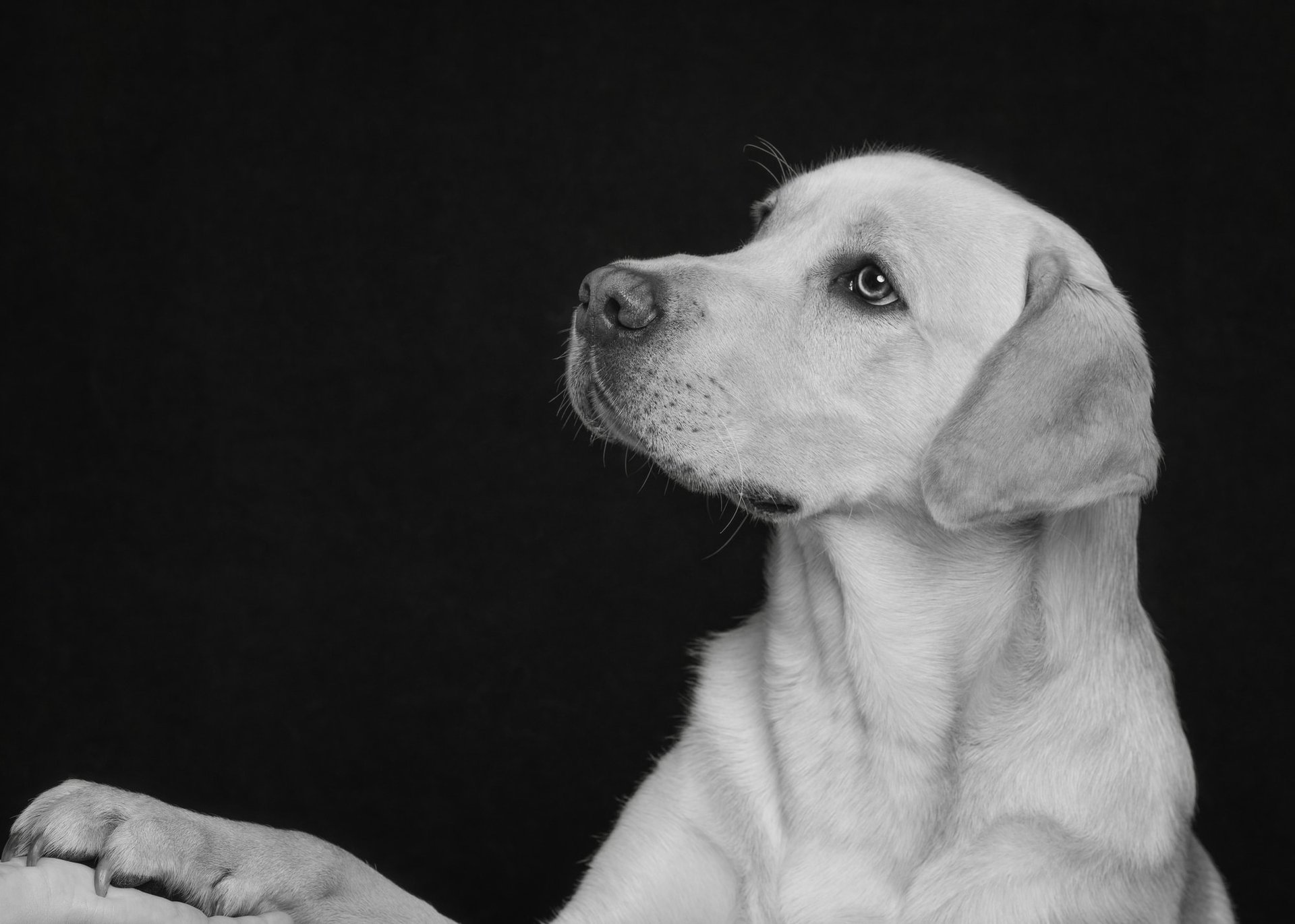 black blue and yellow textile