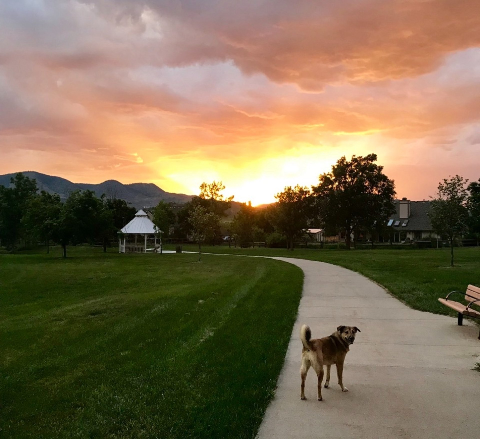 two assorted breed of dogs playing on green field