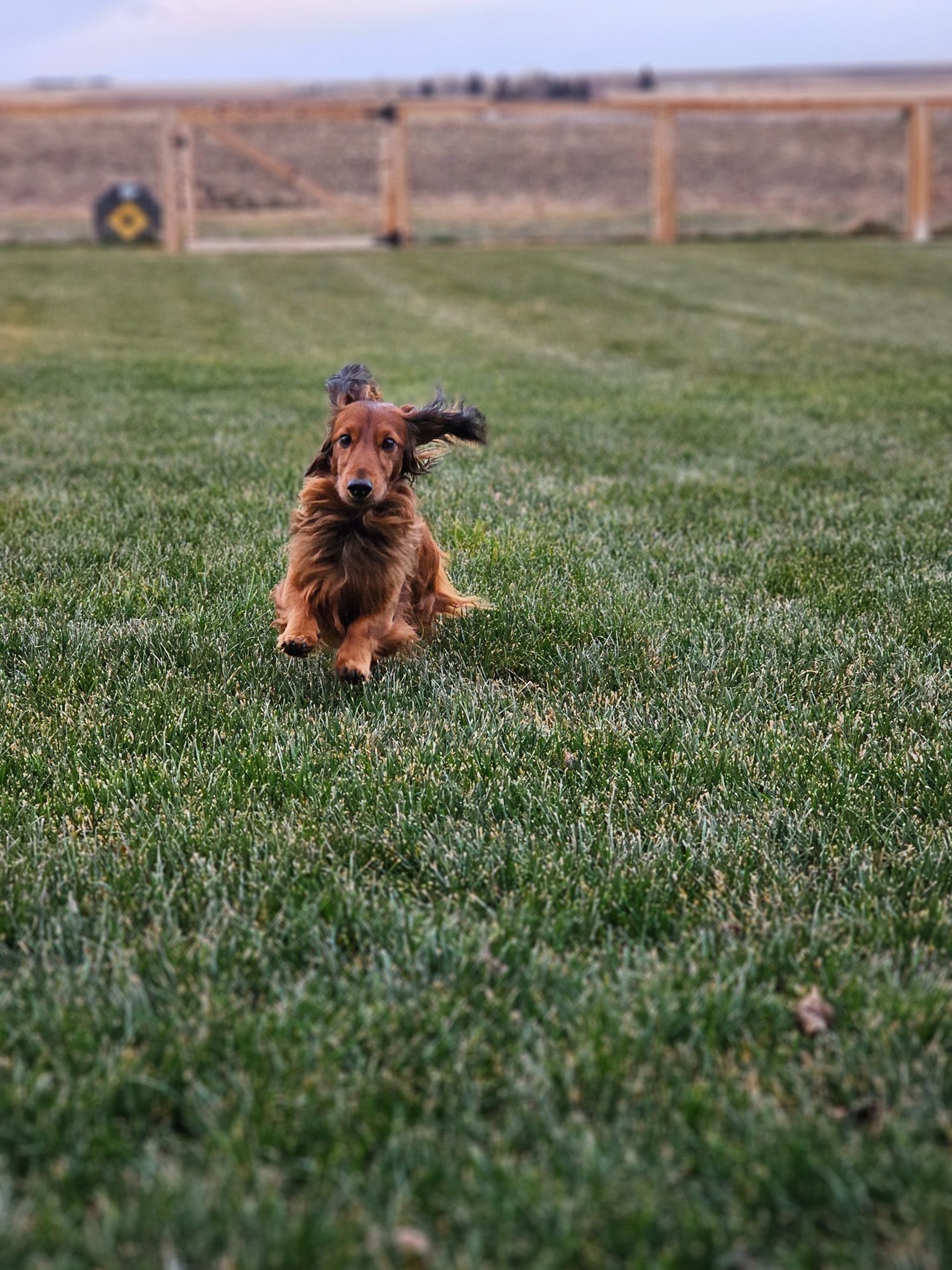 black and brown leather padded tub sofa