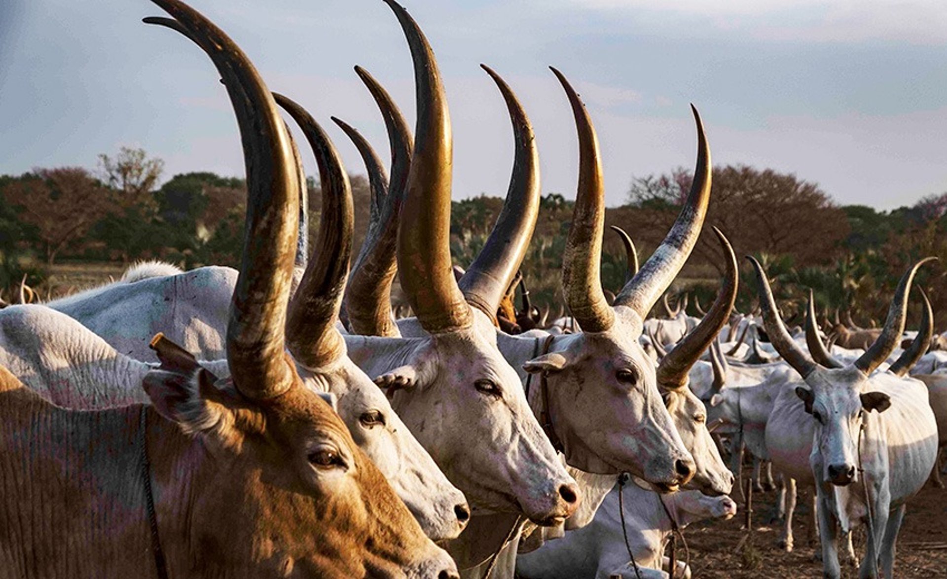 black and brown leather padded tub sofa