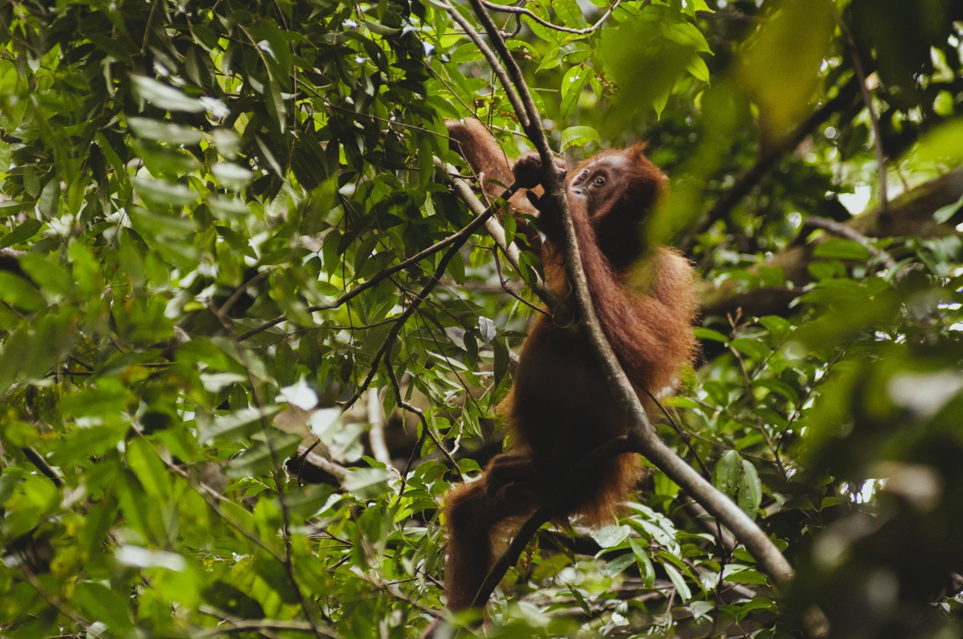 Packaged Two Day Jungle Trekking - Sumatra Adventure 