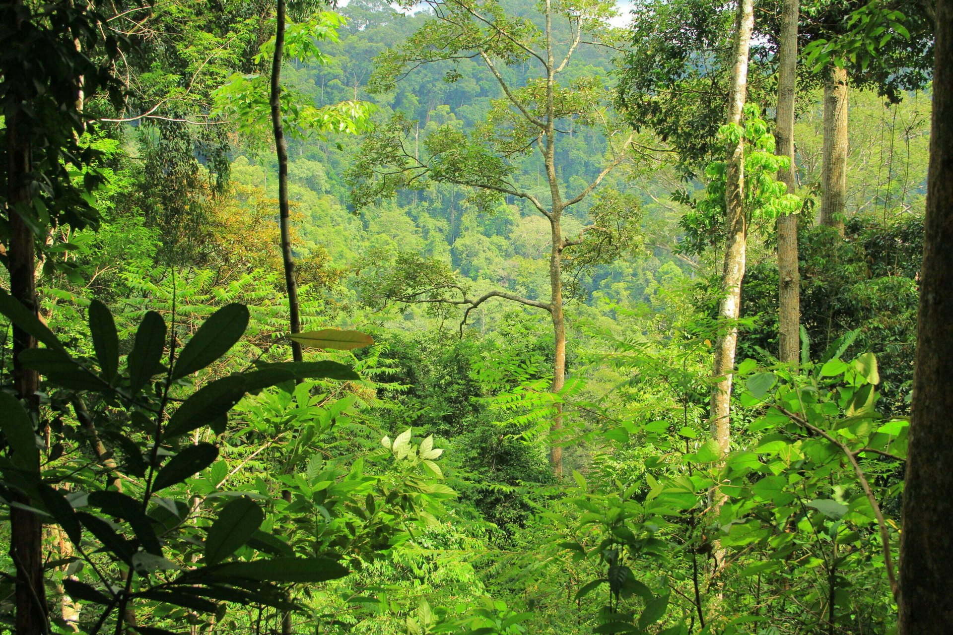 Authentic village tour in bukit lawang