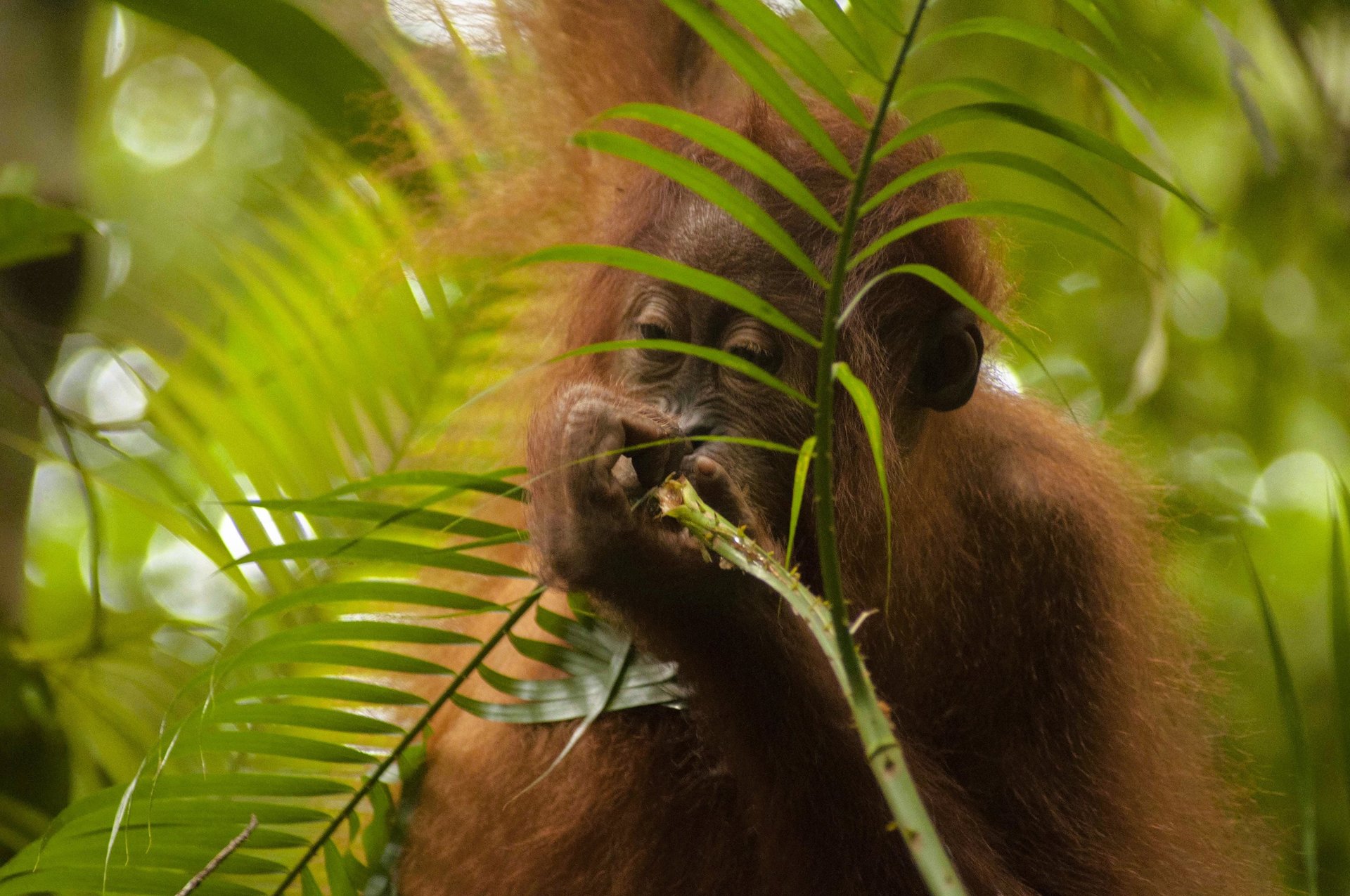 Best bukit lawang 3 day adventure package