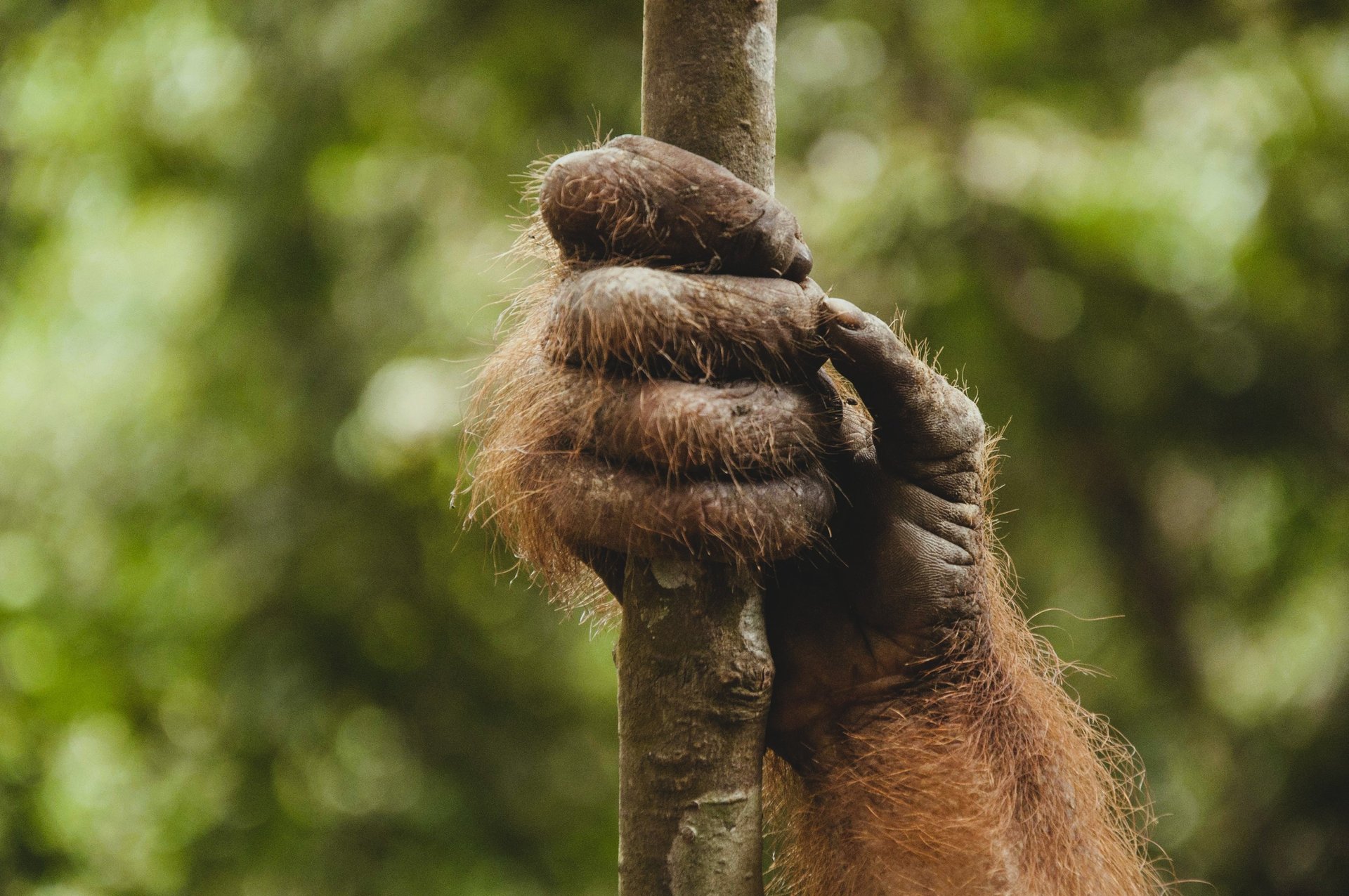 Best bukit lawang 3 day adventure package