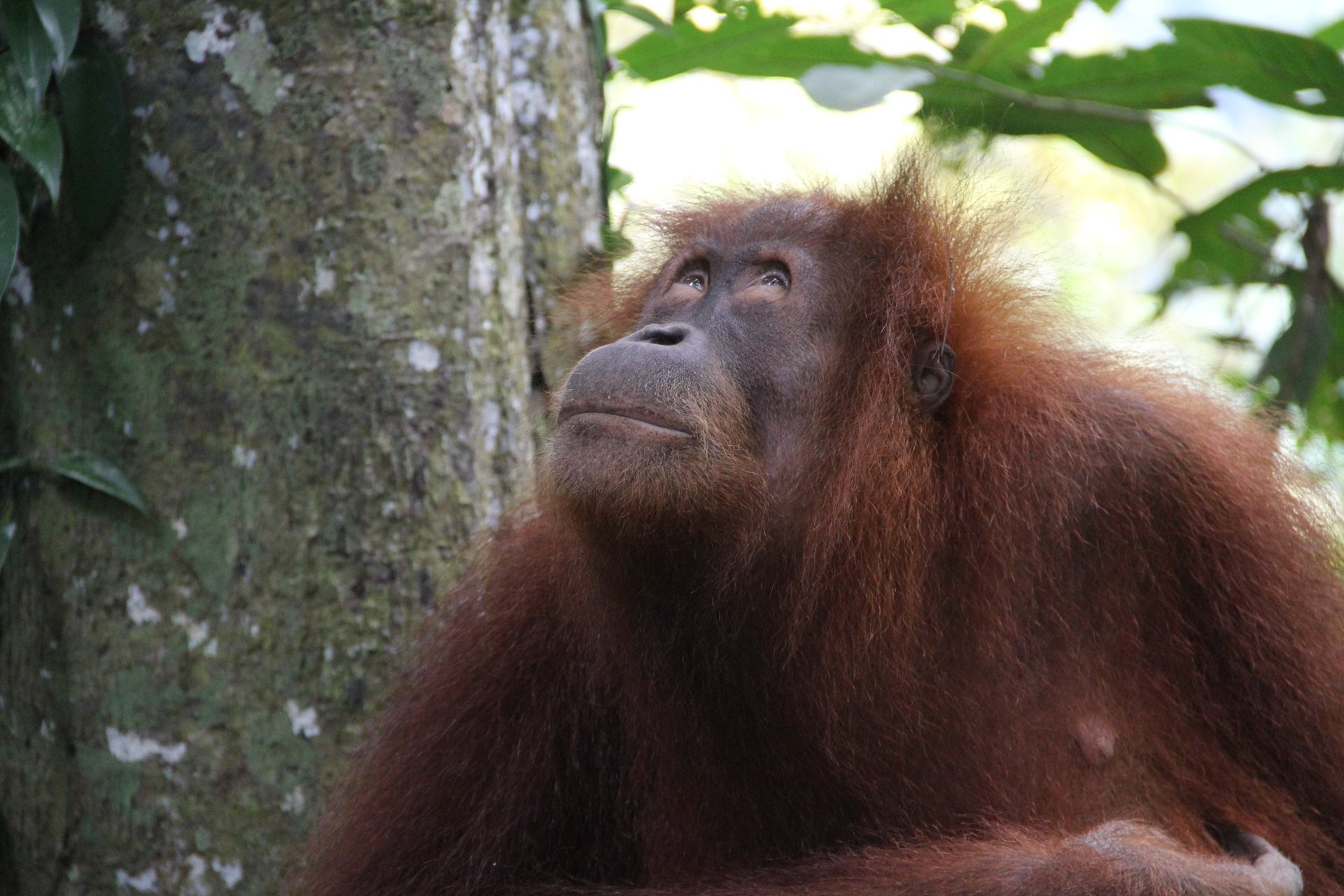 Best time to visit Bukit Lawang (detailed guide)