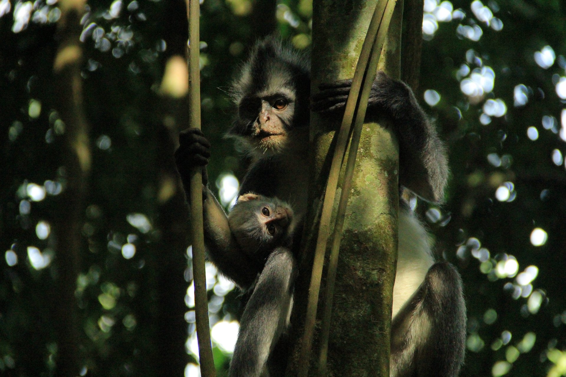 Bukit Lawang