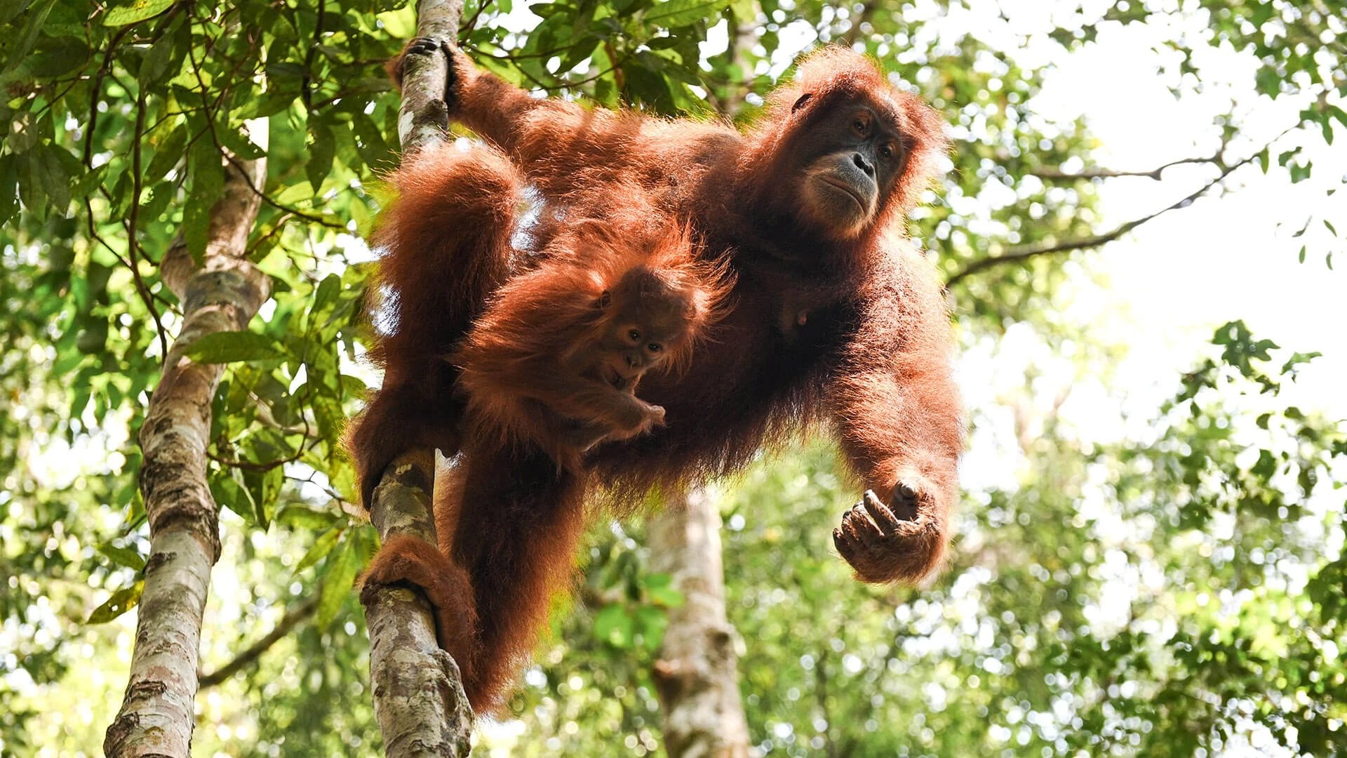 Bukit Lawang Trekking