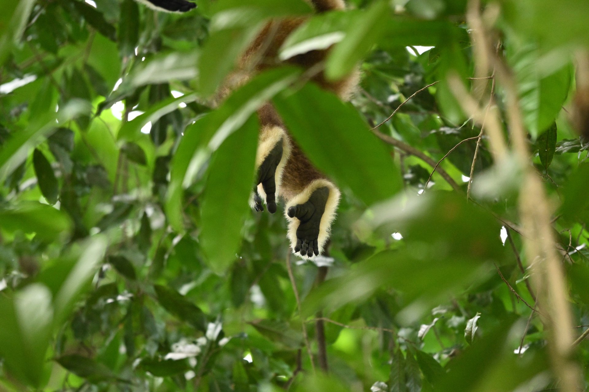 How to See Wild Orangutans Ethically